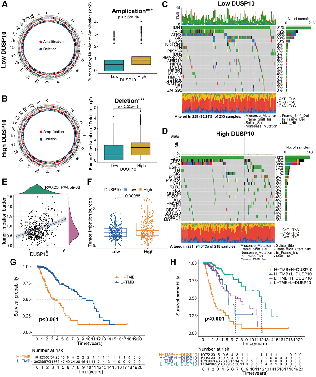 Contradistinction of genomic mutations between the two subgroups in the TCGA dataset. (A, B) Circos plots of low- and high-DUSP10 subgroups illustrated the amplifications and deletions of chromosomes, and boxplots exhibited a lower burden of copy number amplifications and deletions in the low-DUSP10 subgroup. (C, D) Waterfall plots revealed mutated genes in the low-DUSP10 (C) and high-DUSP10 (D) subgroups. (E, F) An association between DUSP10 expression and TMB levels. (G, H) Relationship between TMB level and the prognosis of patients with LGG (G) and the differential prognostic value in the two subtypes with distinct TMB level (H). *P **P ***P 