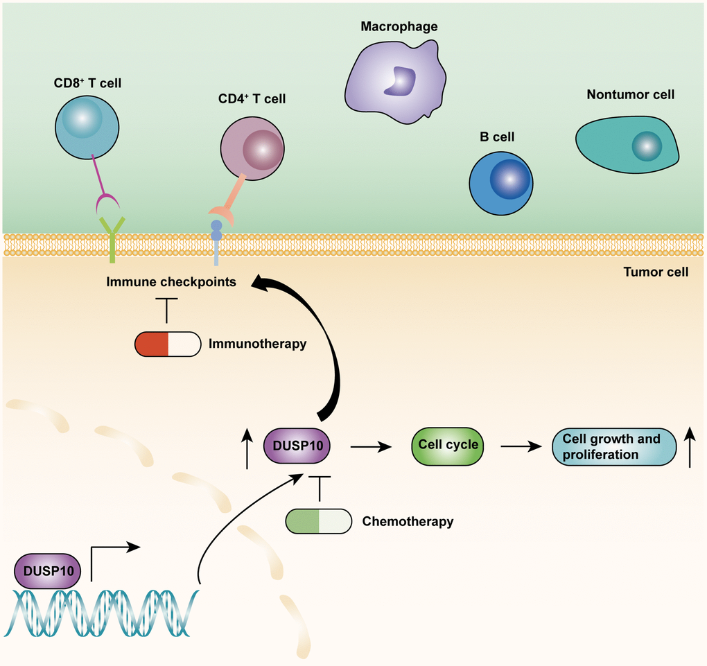 The underlying biological mechanisms of DUSP10 in LGG.