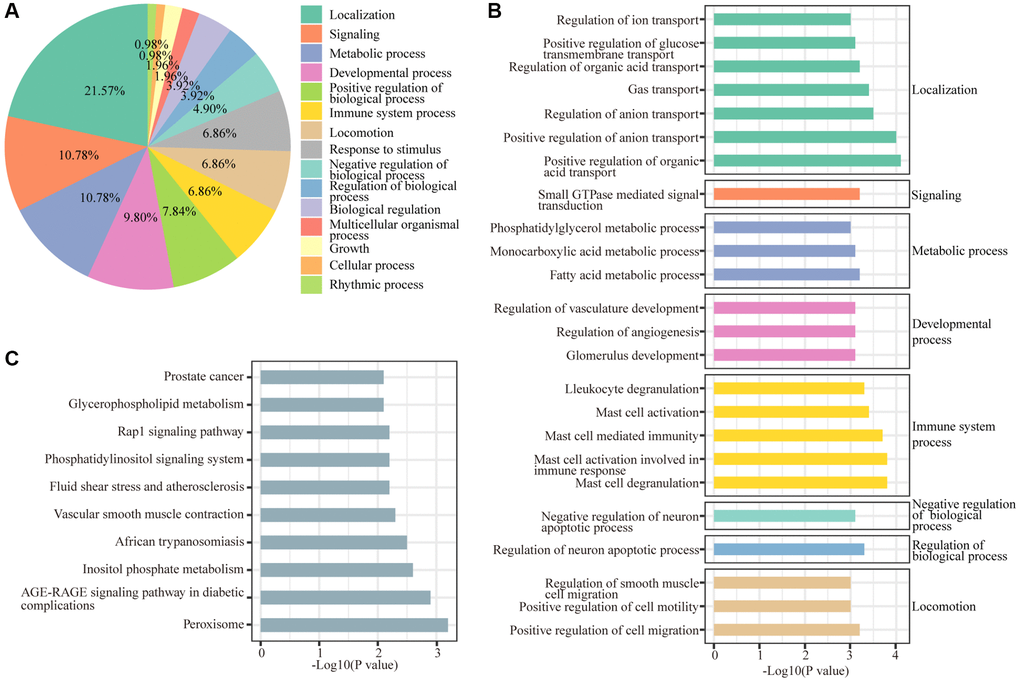 GO and KEGG enrichment analyses of differentially regulated genes. (A) Functions of biological processes that are significantly enriched by differentially expressed genes. (B) Top 20 significantly enriched biological processes. (C) Ten KEGG pathways were significantly enriched by differentially expressed genes.