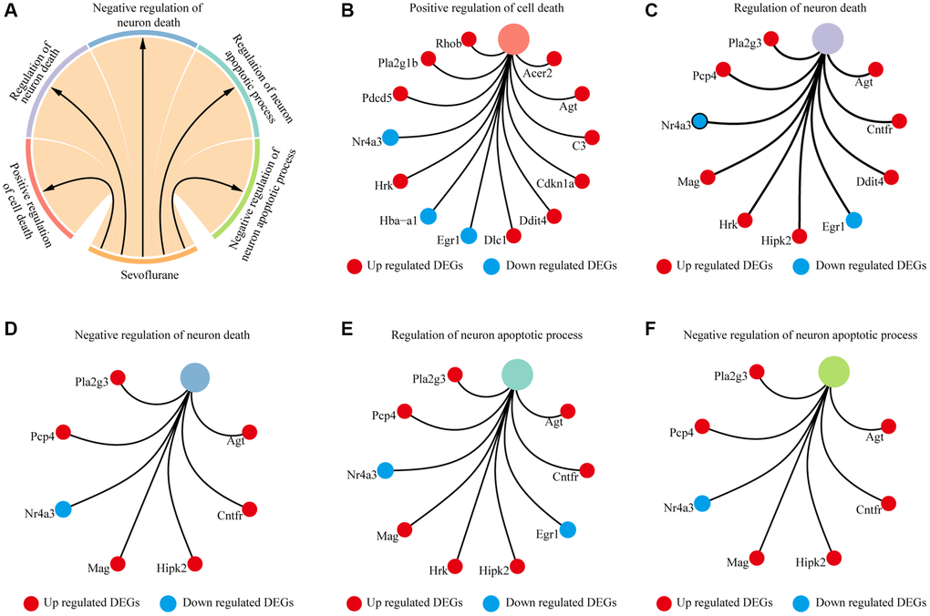 Cell death-related biological processes were significantly enriched by differentially expressed genes. (A) Five cell death-related biological processes were significantly enriched by differentially expressed genes. (B) Thirteen differentially expressed genes (10 genes upregulated in the sevoflurane-treated group and 3 genes downregulated in the sevoflurane-treated group) were significantly enriched in positive regulation of cell death. (C) Ten differentially expressed genes (8 genes upregulated in the sevoflurane-treated group and 2 genes downregulated in the sevoflurane-treated group) were significantly enriched in the regulation of neuronal death. (D) Seven differentially expressed genes (6 genes upregulated in the sevoflurane-treated group and 1 gene downregulated in the sevoflurane-treated group) were significantly enriched in the negative regulation of neuronal death. (E) Nine differentially expressed genes (7 genes upregulated in the sevoflurane-treated group and 2 genes downregulated in the sevoflurane-treated group) were significantly enriched in the regulation of neuronal apoptosis. (F) Seven differentially expressed genes (6 genes upregulated in the sevoflurane-treated group and 1 gene downregulated in the sevoflurane-treated group) were significantly enriched in the negative regulation of neuronal apoptosis. (Red: up regulated DEGs; blue: down regulated DEGs).