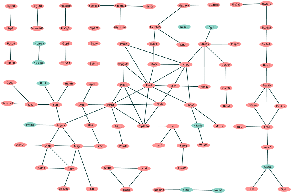 PPI network of differentially regulated genes in STRING. (Red: upregulated differentially expressed genes in the sevoflurane-treated group; green: downregulated differentially expressed genes in the sevoflurane-treated group).