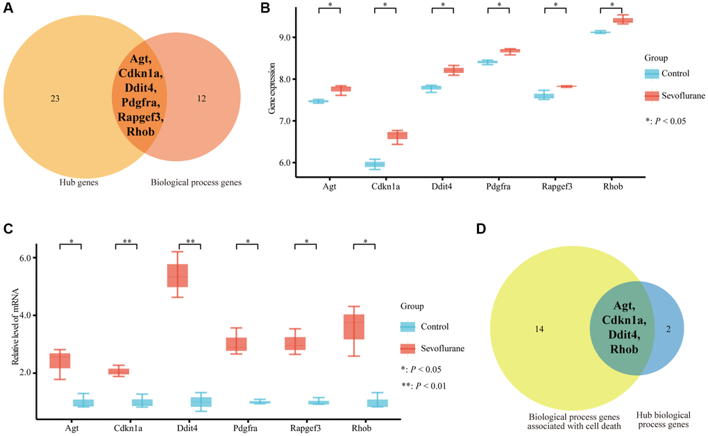 Six hub genes were enriched in biological process terms, and 4 hub genes were associated with cell death biological process terms. (A) Six hub genes enriched in biological process terms. (B) Expression of 6 hub genes between the control and sevoflurane-treated groups. (C) qPCR detection of Agt, Cdkn1a, Ddit4, Pdgfra, Rapgef3, and Rhob mRNA expression levels in the hippocampus of the mice that received 3% sevoflurane exposure for 4 h or the control mice. Sevoflurane indicates the mice received sevoflurane exposure. Control indicates that the mice were raised only under normal conditions. (D) Four hub genes associated with cell death biological process terms. The data shown are the means ± SDs, n = 3. *P **P 