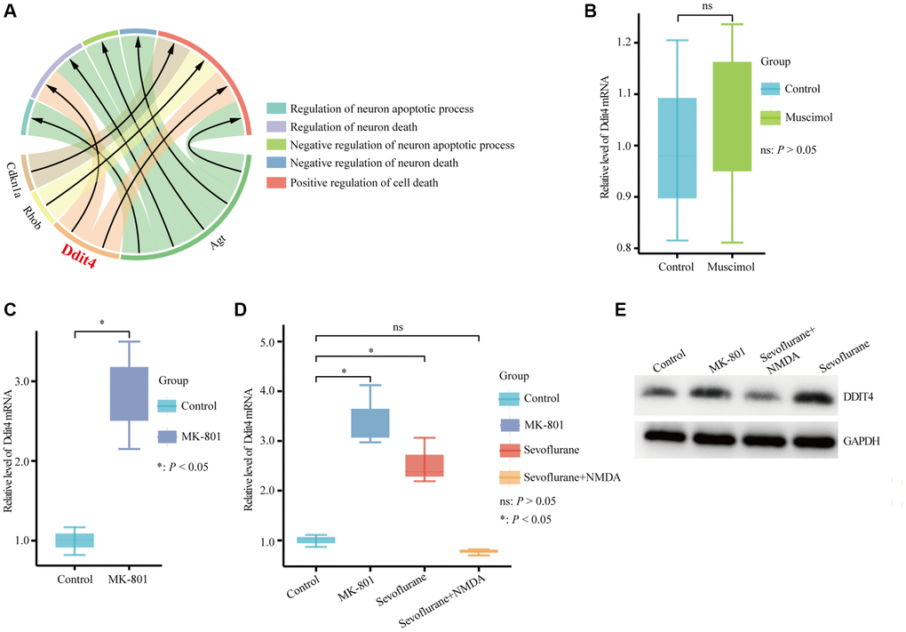 Hub genes associated with cell death biological process terms. (A) Four hub genes enriched in cell death biological process terms. (B) qPCR detection of the Ddit4 mRNA level in the hippocampus of mice with hippocampal stereotactic injection of muscimol or saline. (C) qPCR detection of the Ddit4 mRNA level in the hippocampus of mice with the hippocampal stereotactic injection of MK-801 or saline. (D) qPCR detection indicated the Ddit4 mRNA level in the hippocampus of mice that received sevoflurane exposure with NMDA (sevoflurane + NMDA group) or saline (sevoflurane group) injection into the hippocampus. Control indicates mice injected with saline in the hippocampus. MK-801 indicates mice injected with MK-801 in the hippocampus. (E) Representative pictures showed that DDIT4 level was elevated as shown by western blotting. The data shown are the means ± SDs, n = 3. nsP > 0.05, *P 