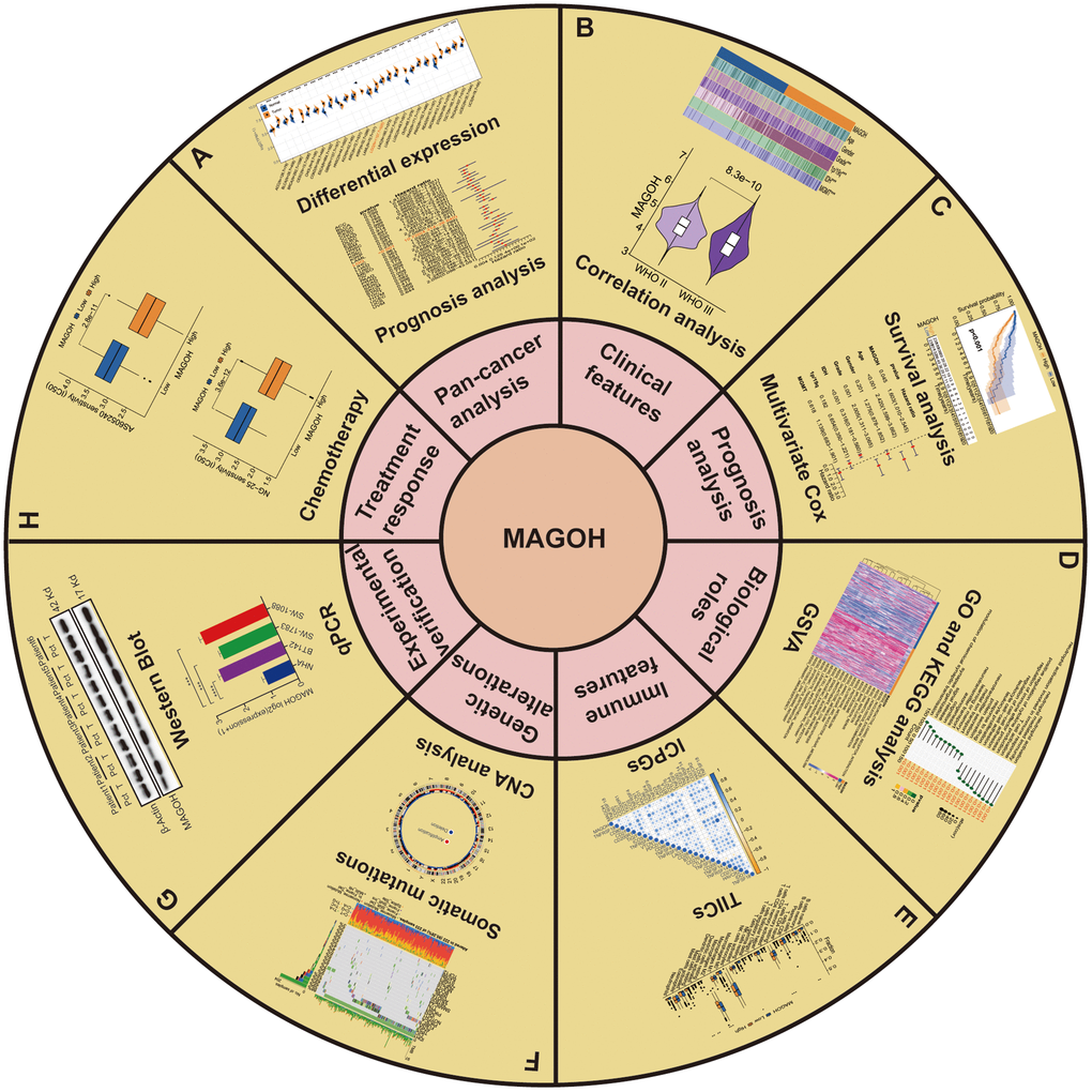 Flow diagram of this research. (A) Pan-cancer analysis. (B) Clinical features. (C) Prognosis analysis. (D) Biological roles. (E) Immune features. (F) Genetic alterations. (G) Experimental verification. (H) Treatment response of MAGOH in LGG.