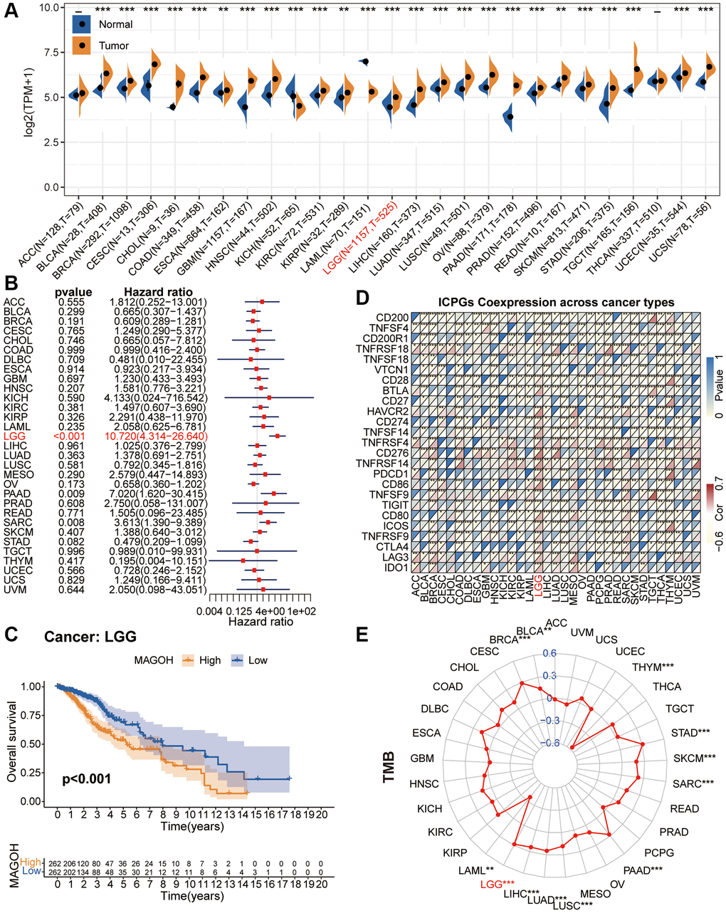 Pan-cancer analysis of MAGOH. (A) Differential expression of MAGOH in normal and cancer tissues. (B) Univariate Cox regression analysis of MAGOH expression in numerous tumors. (C) Kaplan-Meier analysis of MAGOH in pan-LGG. (D) Co-expression of MAGOH and ICPGs in various cancers. (E) Differential TMB in multiple cancers. *P **P ***P 