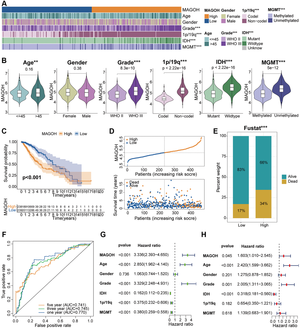 Clinical correlation analysis of MAGOH expression in LGG samples in the TCGA database. (A) Correlations between MAGOH expression and clinical features of LGG. (B) Analysis of MAGOH expression as a function of distinct clinical traits, including gender, age, tumor grade, 1p/19q, IDH status, and MGMT status. (C) Kaplan-Meier analysis of OS in LGG patients with high and low MAGOH expression. (D) Distribution of risk score, OS, and OS status in the high and low MAGOH subgroups. (E) Detailed survival analysis of LGG patients in the high and low MAGOH subgroups. (F) ROC curves of the association between risk scores and survival in the high and low MAGOH subgroups. (G, H) Univariate and multivariate Cox analyses of the associations of MAGOH expression and clinical characteristics with OS. *P **P ***P 