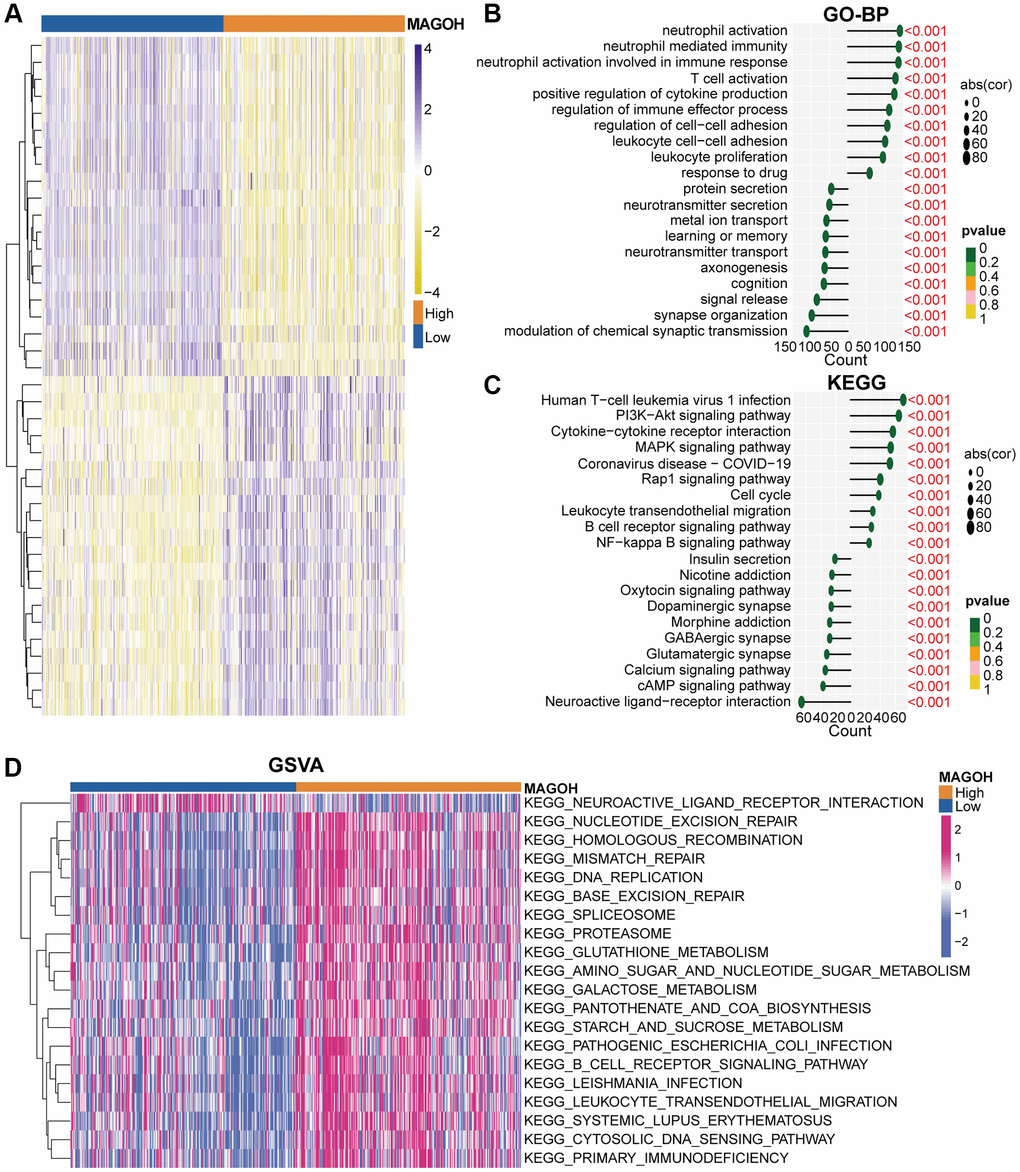 Biological functions of MAGOH in LGG samples in the TCGA database. (A) DEGs in groups of LGG patients with low and high MAGOH expression. (B–D) GO-BP (B), KEGG (C), and (D) GSVA analyses of MAGOH in LGG patients.