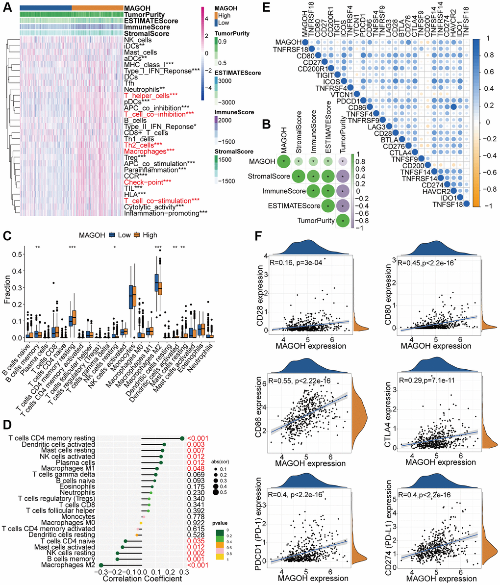 Distinct TME and immunological features of LGG samples in the low and high MAGOH subgroups in the TCGA database. (A, B) Associations between MAGOH expression and 29 immune-interrelated signatures, as determined by ESTIMATE, immune, stromal, and tumor purity scores. (C) Comparisons of the infiltration of 22 types of immune cells into LGG tumors with low and high MAGOH expression. (D) Lollipop plots showing the associations between MAGOH expression and TIICs. (E, F) Analysis of the co-expression of MAGOH and 25 ICPGs in LGG samples. *P **P ***P 