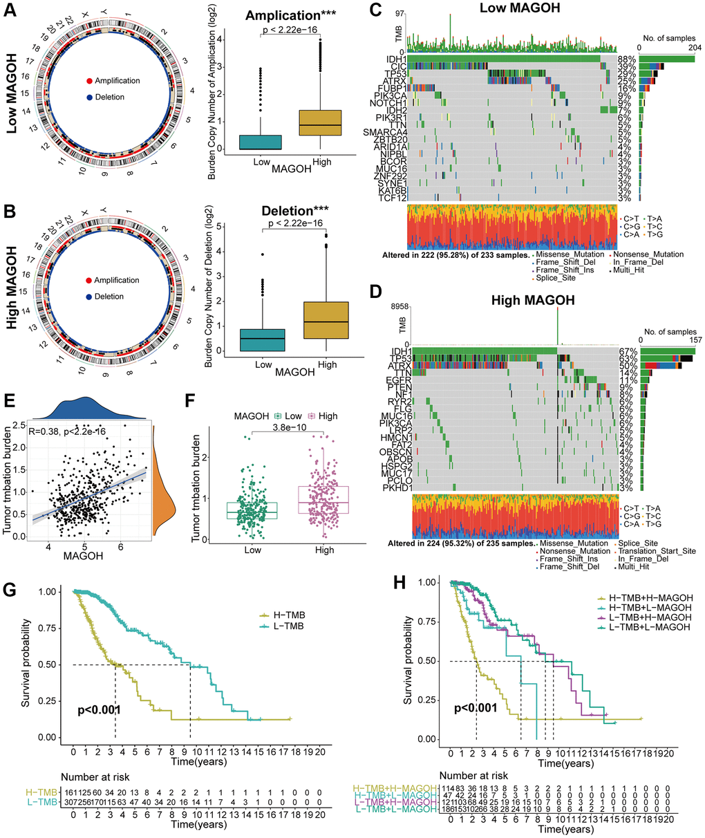 Comparison of genomic mutations in LGG samples from the low and high MAGOH subgroups in the TCGA dataset. (A, B) Circos plots of low and high MAGOH subtypes of LGG, showing the amplifications and deletions of chromosomes, with boxplots showing that copy number amplifications and deletions were lower in the low than in the high MAGOH subgroup. (C, D) Waterfall plots showing mutated genes in the low (C) and high (D) MAGOH subgroups. (E, F) Association of MAGOH expression and TMB levels in patients with LGG. (G, H) Association between TMB level and patient prognosis (G) and the differential prognostic value of TMB level in the low and high MAGOH subtypes of patients with LGG (H). *P **P ***P 