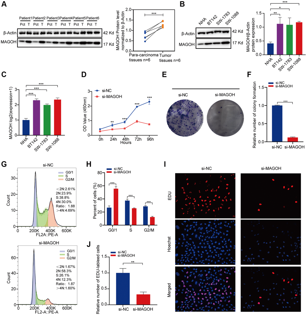 In vitro confirmation of the expression of MAGOH in LGG. (A) Western blot analysis of MAGOH expression in LGG tissues and corresponding para-carcinoma tissues. (B) Western blot and (C) qRT-PCR analysis of MAGOH expression in NHA and LGG cell lines. (D) Viability of SW1088 cells transfected with si-MAGOH or si-NC, as determined by CCK-8 assays. (E, F) Effect of MAGOH knockdown on colony formation by SW1088 cells. (G, H) Cell cycle distributions of SW1088 cells transfected with lentiviruses encoding si-MAGOH or si-NC. (I, J) Representative images (I) and histogram analysis (J) of EdU assays after silencing MAGOH in SW1088 cells. *P **P ***P 