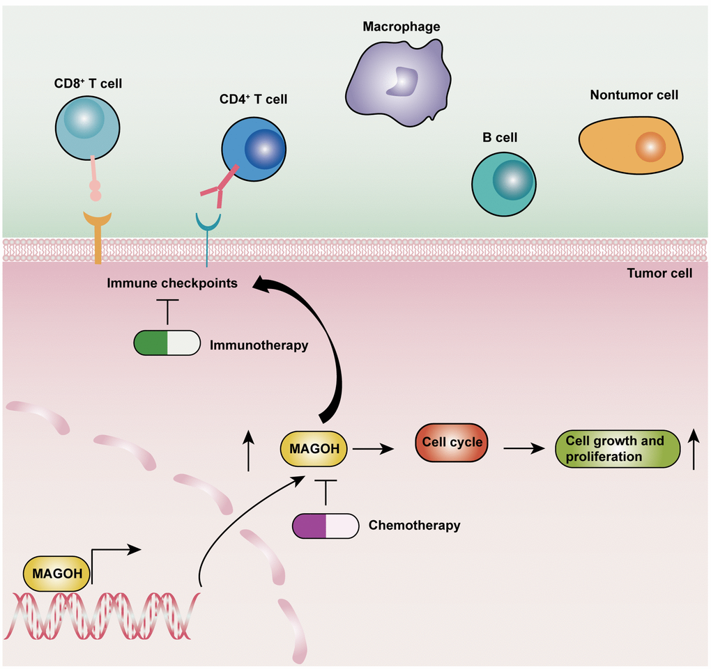 Schematic diagram illustrating the underlying biological functions of MAGOH in LGG.