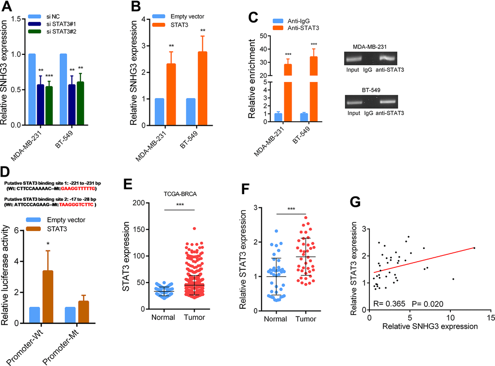 STAT3 activation induce high SNHG3 expression in BC. (A, B) SNHG3 expression was detected by qRT-PCR in MDA-MB-231 and BT549 cells transfected with the STAT3 siRNAs or STAT3 overexpression vector. (C) ChIP assays were performed to detect STAT3 occupancy in the SNHG3 promoter region. (D) Luciferase reporter assays were used to determine the STAT3 binding sites on the SNHG3 promoter region. (E) Expression of STAT3 in TCGA BC cohorts. (F) qRT-PCR analysis of STAT3 expression in 40 pairs of BC and corresponding normal tissues. (G) The correlation between the STAT3 and SNHG3 expression levels were analyzed in 40 paired BC samples.