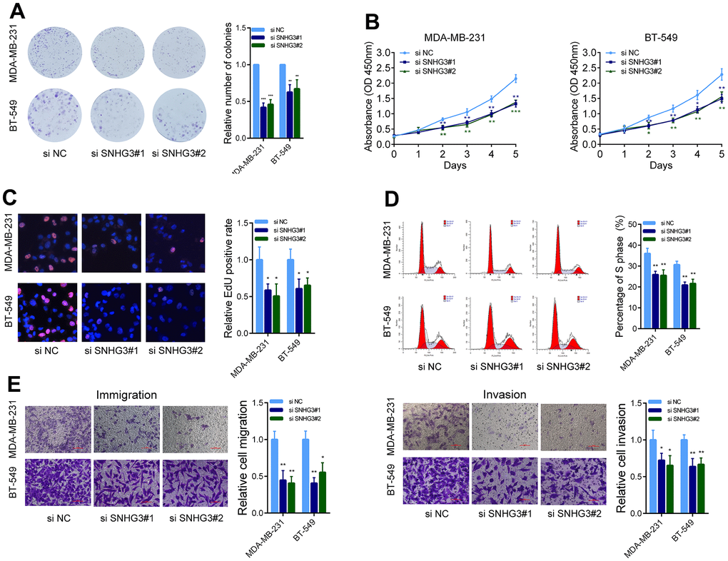 SNHG3 affects BC cell growth and metastasis in vitro. (A) MDA-MB-231 and BT549 cells transfected with SNHG3 siRNAs were seeded into 6-well plates. The number of colonies was counted on the 14th day after seeding. (B) MDA-MB-231 and BT549 cells transfected with the SNHG3 siRNAs were subjected to the CCK-8 assay. (C) EdU assays were used to determine the cell proliferation ability of SNHG3 siRNAs transfected cells. (D) Flow cytometric cell cycle distribution assays to detect the proportion of BC cells in the G1, S, and G2/M phases after the transfection of SNHG3 siRNAs. (E) Transwell assays were used to determine the invasion and migration abilities of SNHG3 siRNAs transfected cells.