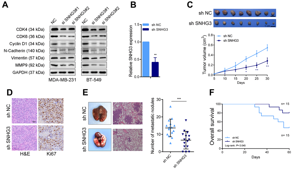 SNHG3 promotes BC growth and metastasis in vivo. (A) Cell cycle-related proteins CyclinD1, CDK4, and CDK6 and the metastasis-related proteins N-cadherin, vimentin, and MMP9 were detected by western blotting after SNHG3 knockdown. (B) SNHG3 expression was detected by qRT-PCR in SNHG3 stable knocked down MAD-MB-231 cells. (C) Representative image of tumors formed in nude mice and tumor volume growth curves of different groups. (D) Representative images for HE-staining, Ki67 immunostaining of tumor samples from the different groups. (E) Left panel, representative images of the gross lesion in lung tissues and hematoxylin and eosin (HE) staining of metastatic nodules in the lungs from the different groups. Right panel, the statistical result of metastatic nodule numbers in the lungs from the different groups. (F) Survival analysis of the nude mouse from different groups.