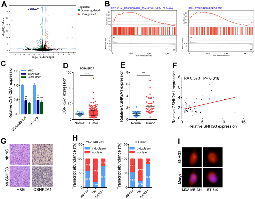 SNHG3 regulates CSNK2A1 expression in BC. (A) Volcano plot showing aberrantly expressed genes after knockdown of SNHG3 in MDA-MB-231. (B) GSEA results were plotted to visualize the pathways related to SNHG3 regulated genes. (C) CSNK2A1 expression was detected by qRT-PCR in MDA-MB-231 and BT549 cells transfected with the SNHG3 siRNAs. (D) Expression of CSNK2A1 in TCGA BC cohorts. (E) qRT-PCR analysis of CSNK2A1 expression in 40 pairs of BC and corresponding normal tissues. (F) The correlation between the CSNK2A1 and SNHG3 expression levels were analyzed in 40 paired BC samples. (G) Representative images for HE-staining, CSNK2A1 immunostaining of tumor samples from the different groups. (H) Relative SNHG3 expression levels in nuclear and cytosolic fractions of MDAMB-231 and BT549 cells. Nuclear controls: U6, cytosolic controls: GAPDH. (I) Representative FISH images showed the expression of SNHG3 in MDA-MB-231 and BT549 cells (red). Nuclei were stained by DAPI (blue).