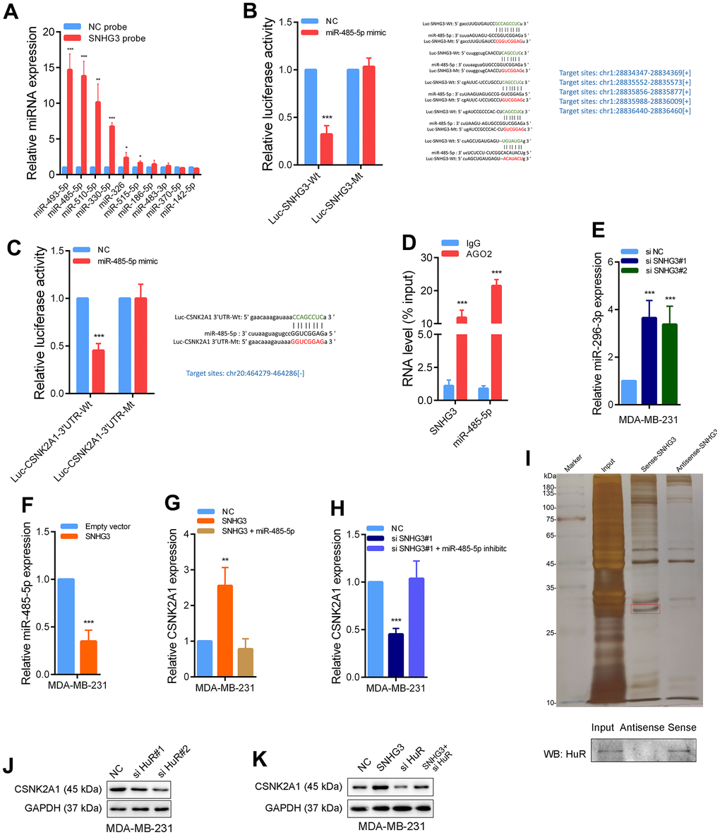 SNHG3 promotes CSNK2A1 expression through interaction of miR-485-5p and HuR protein. (A) The relative expression of candidate microRNAs which could potentially bind to SNHG3 were quantified by qRT-PCR after the biotinylated-SNHG3 pulldown assays in MDA-MB-231 cells. (B) Dual luciferase reporter assays were conducted with wild-type and mutant-type (putative binding sites for miR-485-5p were mutated) luciferase report vectors of SNHG3 and miR-485-5p. Right panel, sequence alignment of miR-485-5p and its predicted binding sites (green) of SNHG3. Predicted microRNA target sequence (blue) in SNHG3 (Luc-SNHG3-wt) and positions of mutated nucleotides (red) in SNHG3 (Luc-SNHG3-mt). (C) Dual luciferase reporter assays were conducted with wild-type and mutant-type (putative binding sites for miR-485-5p were mutated) luciferase report vectors of CSNK2A1 3’UTR and miR-485-5p. (D) RNA immunoprecipitation with an anti-Ago2 antibody was used to assess endogenous Ago2 binding to RNA, IgG was used as the control. The levels of SNHG3 and miR-485-5p were determined by qRT–PCR and presented as fold enrichment in Ago2 relative to input. (E, F) MiR-485-5p expression was detected by qRT-PCR after SNHG3 was silenced or overexpressed. (G, H) CSNK2A1 expression was detected by qRT-PCR in MDA-MB-231 cells with indicated treatment. (I) Representative image of silver-stained PAGE gels showing separated proteins that were pulled down using biotin-labeled SNHG3. A red frame indicates HuR. (J, K) CSNK2A1 expression was detected by western blot in MDA-MB-231 cells with indicated treatment.