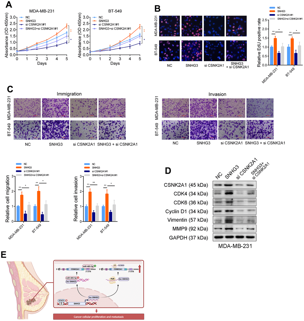 Tumor-promoting functions of SNHG3 is dependent on CSNK2A1. (A) CCK-8 assays demonstrated that overexpression of SNHG3 promoted cancer cell growth. CSNK2A1 knockdown could abolish growth promotion caused by SNHG3. (B) EdU assays showed that CSNK2A1 knockdown abolished the increased proliferation rates of MDA-MB-231 cells caused by SNHG3. (C) Transwell assays demonstrated that CSNK2A1 knockdown abolished the increased abilities of migration and invasion caused by SNHG3. (D) The CSNK2A1, cell cycle-related proteins, and metastasis-related proteins were detected by western blotting with indicated treatment. (E) Schematic of the proposed mechanism of SNHG3 in breast cancer cells.