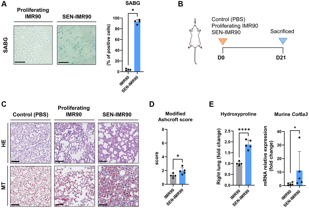 Senescent human lung fibroblasts induce lung fibrosis in mice. (A) IMR90 lung fibroblasts were exposed to γ-irradiation (20 Gy). Fourteen days later, senescence was confirmed by SABG staining (scale bar, 100 μm). (B) Immunodeficient (nude) mice were randomized to receive intratracheal instillation of proliferating human lung fibroblasts (IMR90) or senescent IMR90 (SEN-IMR90). PBS was used as a negative control. (C) Representative images of lung sections stained with Hematoxylin Eosin (HE) and Masson’s Trichrome (MT) from mice injected with IMR90 cells, SEN-IMR90 cells or PBS at 21 days post-injection. Scale bar 100 μm). (D) Modified Ashcroft score of MT staining in sections from mice injected with IMR90 or SEN-IMR90 cells at 21 days post-injection; n = 5. These data are part of a larger experiment presented in Triana-Martinez F, et al. [27]. (E) Hydroxyproline content in the right lung tissue of mice injected with SEN-IMR90 compared with IMR90 group at 21 days post-injection; n = 5 (left panel). These data are part of a larger experiment presented in Triana-Martinez F, et al. [27]. Relative expression of the mRNA coding for Col6a3 relative to Actin-b levels in lung cell extracts from mice injected with IMR90 and SEN-IMR90 cells at 21 days post-injection; n = 5 (right panel). All values are expressed as fold change relative to IMR90 group. Statistical significance was assessed by U-Mann Whitney test: *p ****p 