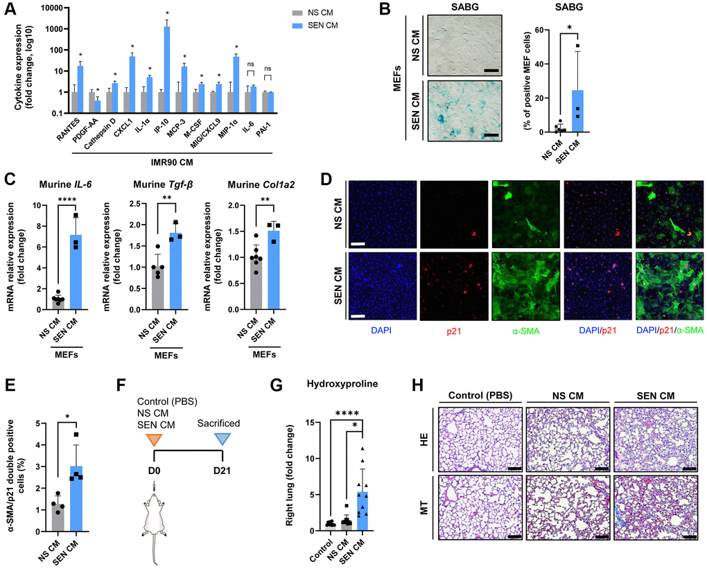 The secretome of senescent human lung fibroblasts as mediator of murine lung fibrosis. (A) Diagram showing cytokine concentrations in conditioned media (CM) corresponding to 0.5 million cells collected from irradiated SEN-IMR90 (SEN-CM) compared with proliferating IMR90-derived CM (NS-CM) as control, were quantified by using human cytokine arrays; n = 4 each group, independent experiments. Statistical significance was assessed by the two-tailed Student’s test: *p B) Mouse Embryo Fibroblasts (MEF) incubated with SEN-CM or NS-CM as control for 6 days. Senescence was confirmed by SABG staining (scale bar, 100 μm). (C) Transcriptional upregulation of the profibrotic secretome components (IL-6, Tgf-β and Col1a2) was confirmed by RT-PCR at 2 days post-exposure to the indicated CM; n = 6 SEN-CM and n = 3 NS-CM group, independent experiments. Statistical significance was assessed by the two-tailed Student’s test: *p D) Representative immunofluorescence images showing double staining of Cdkn1a/p21Cip1/Waf1 (red), and α-smooth muscle actin (α-SMA) (green) (10×, scale bar, 100 μm). (E) Quantification of the average number of α-SMA/p21 double positive cells as observed in the images shown in panel D using ImageJ. Quantification was performed from 4 experiments with >25 cells quantified for each condition. Statistical significance was assessed by the two-tailed Student’s t-test: *p F) Diagram showing the experimental plan to evaluate the effect of the secretome in nude mice lung. These animals were intratracheally delivered SEN-CM or NS-CM, normalized by the number of cells (corresponding to 5 x 105 cells each group), using PBS as negative control; n = 10 each group. (G) Hydroxyproline content in the right lung tissues of mice injected with SEN-CM or NS-CM, compared with control; n = 10 each group. (H) Representative images of lung sections of nude mice 21 days after instillation of SEN-CM or NS-CM, or PBS as negative control, stained with Hematoxylin Eosin (HE) and Masson’s Trichrome (MT) (40×, scale bar 100 μm) showing that SEN-CM initiated a cascade of the events that induced mild fibrosis. Statistical significance was assessed by the one-way ANOVA with Tukey test: ***p *p 