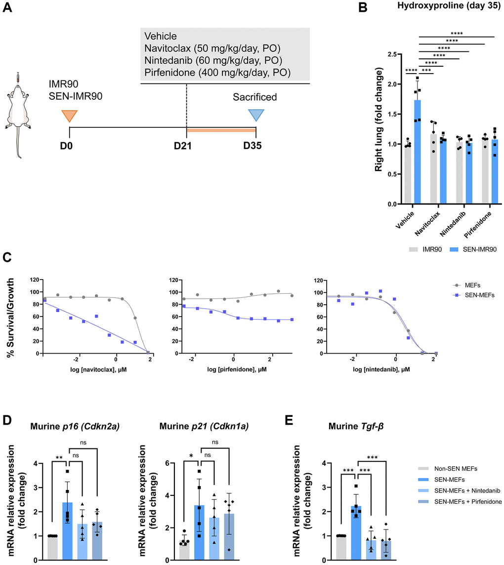 Effects of antifibrotic and senolytic drugs. (A) Scheme showing the experimental design to assess the effect of antifibrotic or senolytic drugs. Nude mice were randomized after 21 days post-injection of irradiated SEN-IMR90 cells or IMR90 cells as negative control, to either the two approved antifibrotics drugs (nintedanib or pirfenidone), a senolytic drug (navitoclax), or vehicle, for two weeks. (B) Hydroxyproline content in the right lung tissues of mice treated with navitoclax, nintedanib or pirfenidone, compared with control; n = 5 each group. Statistical significance was assessed by the one-way ANOVA with Tukey test: ***p ****p C) Senolytic activity of navitoclax (left panel), pirfenidone (middle panel) or nintedanib (right panel). Diagram showing the senolytic activity of these agents after exposure of senescent MEFs (SEN-MEFs) or non-senescent MEFs (NS-MEFs) to increasing concentration of navitoclax, pirfenidone, nintedanib or vehicle for 72 hours, as confirmed by relative expression of the mRNA coding for murine senescence markers (Cdkn2a/p16INK4a and Cdkn1a/p21Cip1/Waf1), measured relative to Actin-b levels in lung cell extracts of nintedanib or pirfenidone group compared to control (D); n = 5 each group, independent experiments. Statistical significance was assessed by the one-way ANOVA with Tukey test: **p *p E) Relative expression of the mRNA coding for Tgf-β (transforming growth factor-β) was measured relative to Actin-b levels in SEN-MEFs treated with pirfenidone or nintenadib, compared with control; n = 5 each group, independent experiments. Statistical significance was assessed by the one-way ANOVA with Tukey test: ***p 