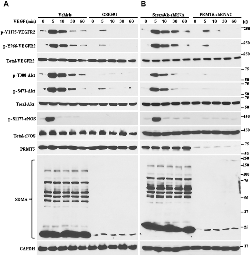 Inhibiting PRMT5 impairs VEGFR2/Akt/eNOS signaling axis. (A) The HUVECs were incubated with vehicle or GSK591 (10μM) for five days, and the cells were serum starved and treated with VEGF (50ng/mL) at different time points. The cells were harvested, and the indicated protein expression levels were assessed by Western blotting (n=3). GAPDH served as an internal control. (B) The HUVECs were infected with lentivirus containing scramble-shRNA or PRMT5-shRNA2, and the cells were serum starved. The cells were stimulated with VEGF (50 ng/mL), and the indicated protein expression levels were assessed by Western blotting (n=3). The PRMT5 activity was determined by the expression of SDMA.