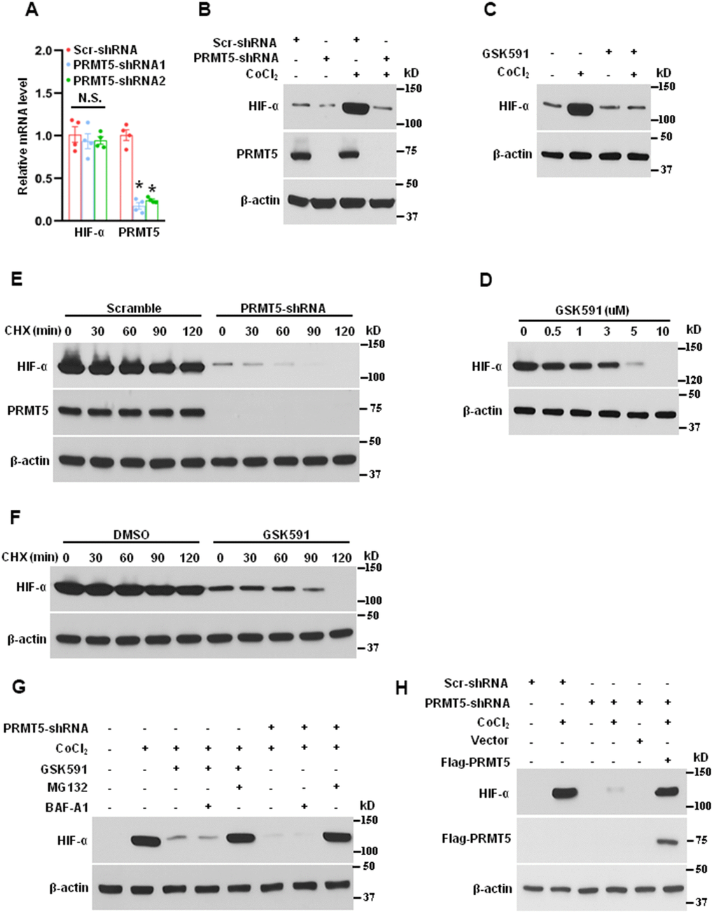 Suppressing PRMT5 reduces the expression and stability of HIF-1α induced by hypoxia. (A) The mRNA expression of HIF-1α and PRMT5 was measured by qRT-PCR in PRMT5 depletion cells (HUVECs, n=4). *P B) The HUVECs were infected with lentivirus containing scramble-shRNA or PRMT5-shRNA2, followed by CoCl2 (200μM) treatment for 24h. The PRMT5 and HIF-α expression levels were determined by Western blotting (n=3). (C) The HUVECs were treated with vehicle or GSK591 (1μM) for five days and then were treated with CoCl2 (200μM) for 24h. The HIF-1α expression level was determined by Western blotting (n=3). (D) The effect of different doses of GSK591 on the HIF-1α expression level induced by CoCl2 as evaluated by Western blotting (n=3). (E) The HIF-1α stability was detected by Western blotting in PRMT5 depletion HUVECs upon cycloheximide (CHX, 20μg/mL) treatment at the indicated time points (n=3). (F) The HIF-1α stability was detected by Western blotting in GSK591-treated HUVECs upon cycloheximide treatment at the indicated time points (n=3). (G) The HUVECs were incubated with or without GSK591 (10μM) or infected with lentivirus containing PRMT5-shRNA2 and then pretreated with MG132 (10μM) and BAF-A1 (100nM) for 30 min before treating CoCl2. The HIF-1α expression levels were evaluated by Western blotting (n=3). (H) The HUVECs were infected with lentivirus containing scramble-shRNA or PRMT5-shRNA2 and then were transfected with vector or Flag-PRMT5 before treating CoCl2. The HIF-1α expression levels were evaluated by Western blotting (n=3).