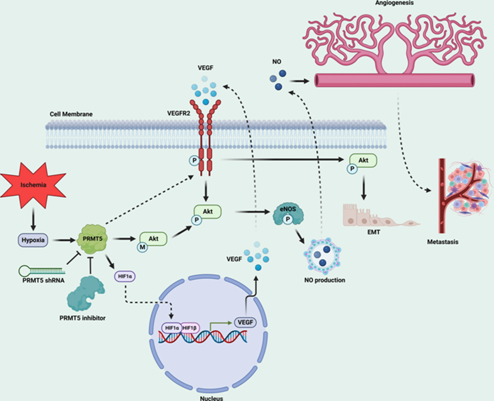 Graphic summary of the mechanism by which PRMT5 regulates HIF-1α expression and VEGFR2/Akt/eNOS to promote angiogenesis and metastasis in human lung cancer.