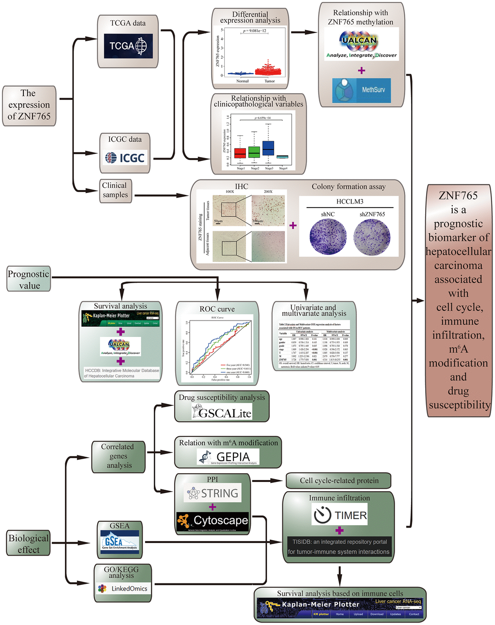 Study workflow. ZNF765 is a prognostic biomarker of hepatocellular carcinoma associated with cell cycle, immune infiltration, m6A modification, and drug susceptibility.