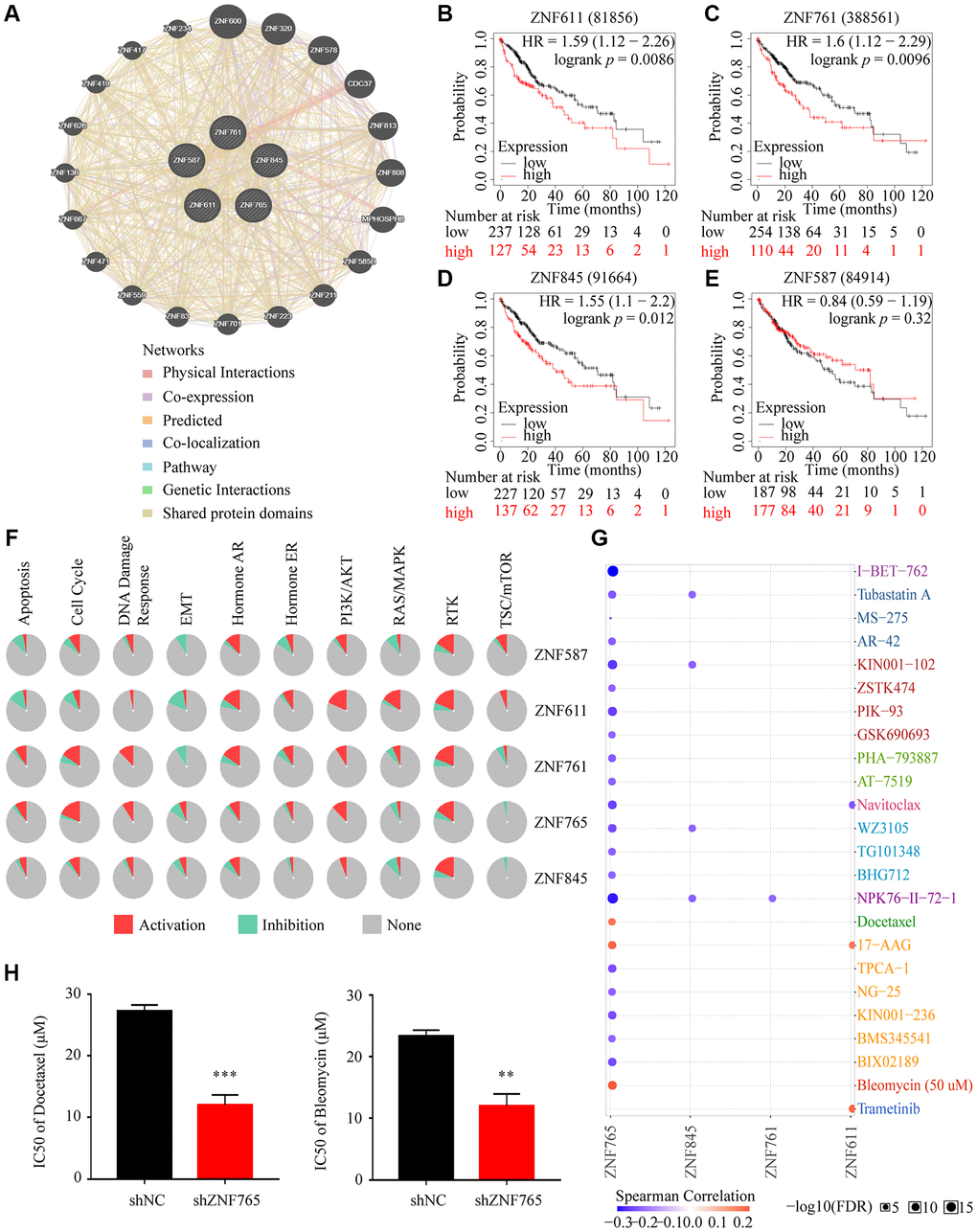 Drug susceptibility analysis associated with ZNF765. (A) The correlation between ZNF765 and the four jointly expressed genes most associated with it was explored by GeneMANIA analysis. (B–E) Took advantage of the Kaplan-Meier plotter to analyze the relationship between the expression of these four genes and the overall survival of HCC patients. (F) Pathway analyses were studied by the GSCA Lite website. (G) We used the GSCA Lite website to display drug susceptibility with these five hub genes. (H) HCCLM3 cells transfected with the shNC or shZNF765 were treated with Docetaxel and Bleomycin for 72 h, and then, cell viability was measured. *p **p ***p 