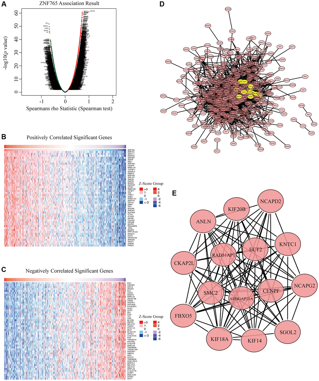 Co-expression genes and protein-protein interaction (PPI) network of ZNF765 in HCC. (A) A correlation analysis was used to assess correlations between ZNF765 and genes differentially expressed in HCC. Red shows positively correlated genes, and green indicates negatively correlated genes. False discovery rate, FDR B, C) Heat maps show genes positively and negatively correlated with ZNF765 in HCC (Top 50). (D) The most significant module selected by the MCODE plugin (degree cut-off = 2, node score cut-off = 0.2, k-core = 2, and max. Depth = 100). (E) Hub genes.