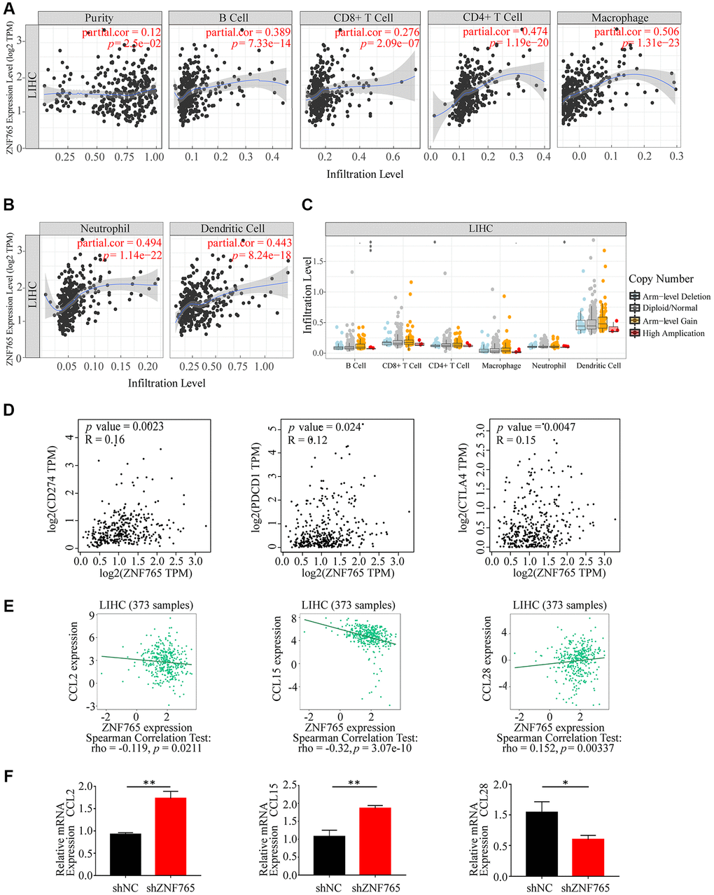 Correlations of ZNF765 expression with immune infiltration level and LIHC-related chemokines. (A, B) ZNF765 expression is negatively related to tumor purity, infiltrating levels of B cells, CD8+ T cells, CD4+ T cells, macrophages, neutrophils, and dendritic cells in HCC. (C) ZNF765 CNV affects the infiltrating levels of B cells, CD4+ T cells, and neutrophil cells in HCC (*p ***p D) The mRNA correlation between CD274/PDCD1/CTLA4 and ZNF765 in the LIHC data of TCGA. (E) The association between ZNF765 and LIHC-related chemokines. (F) CCL2/CCL15/CCL28 relative mRNA expression in shNC and shZNF765.