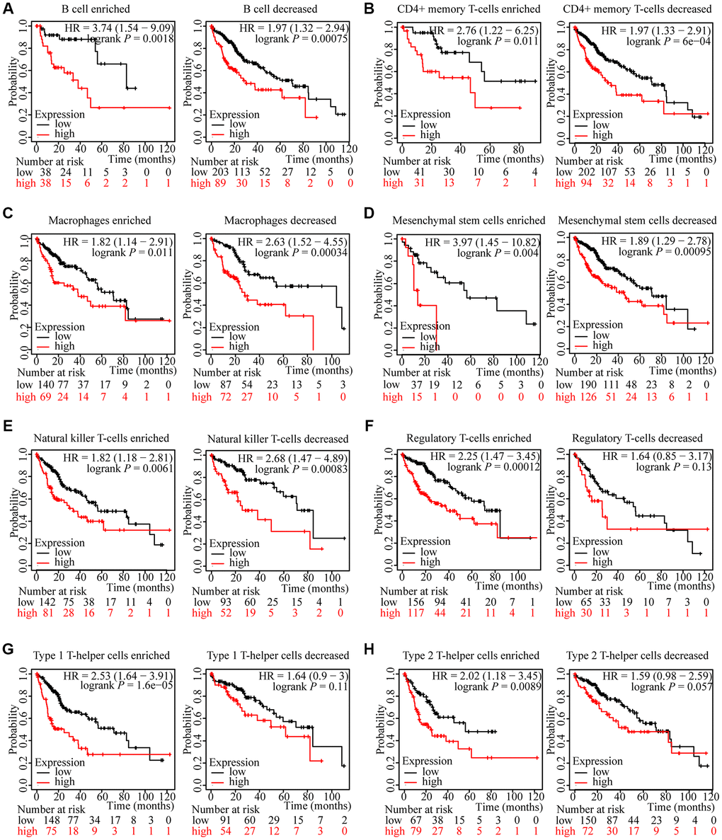 Kaplan-Meier survival curves according to high and low expression of ZNF765 in immune cell subgroups in HCC. (A–H) Relationships between ZNF765 of different immune cell subgroups and prognoses in HCC.