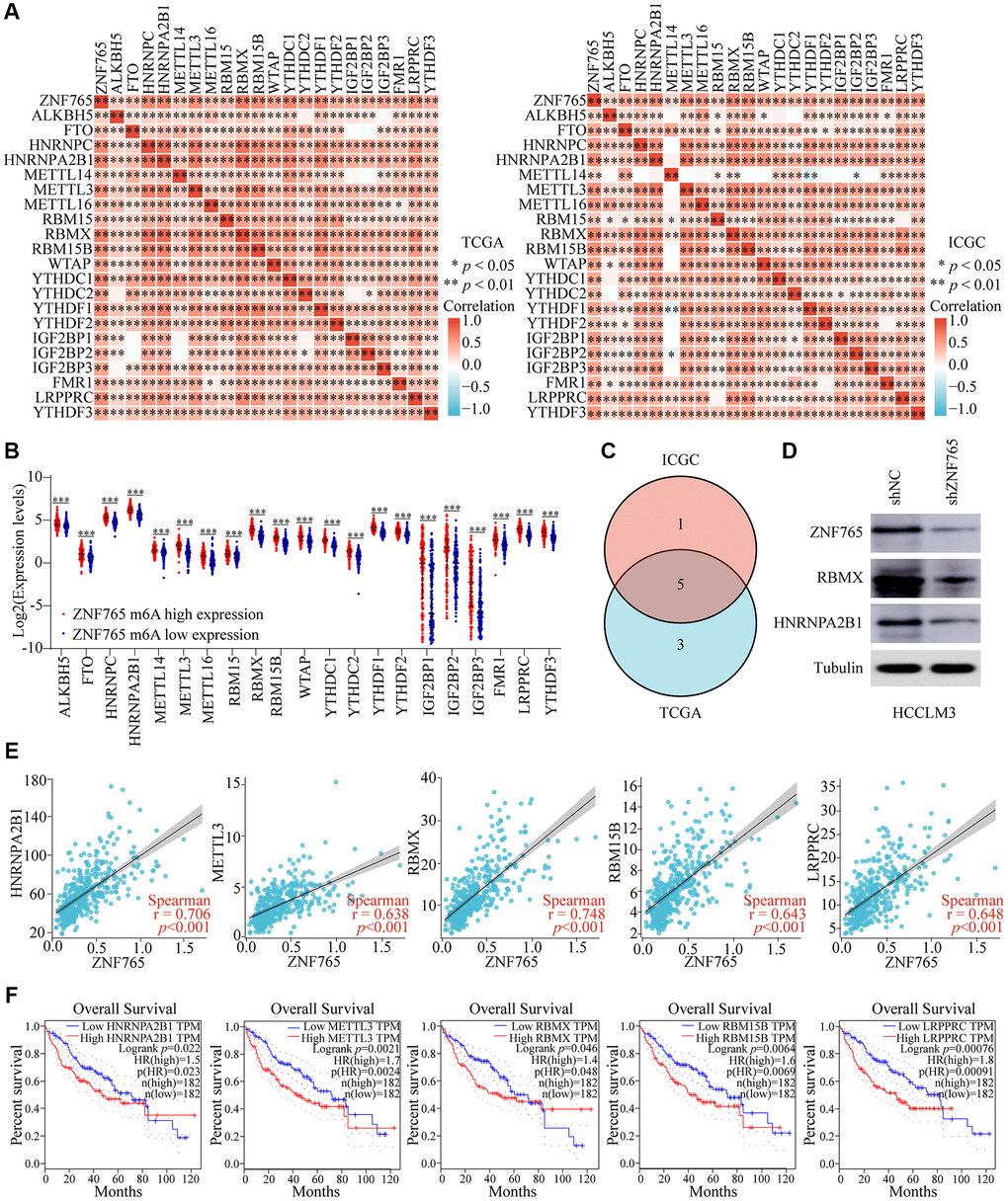 Corrections of ZNF765 expression with m6A modification in HCC. (A) The correlation between ZNF765 expression and the expression of m6A-modified genes was investigated by the Spearman statistical method using the TCGA and ICGC databases. (B) Distinct m6A-related gene expression in HCC patients with different expressions of ZNF765. (C) Five genes were found at the intersection of the TCGA and ICGC databases. (D) A Western blot was used to detect ZNF765, RBMX, and HNRNPA2B1 protein expression in HCCLM3 cells stably transfected with the control shRNA or the ZNF765 shRNA. (E) The correlation between ZNF765 and m6A-modified genes was analyzed by the scatter plot. (F) The overall survival of HCC patients was separated into two groups based on the high and low expression of these five m6A genes. *p **p ***p 