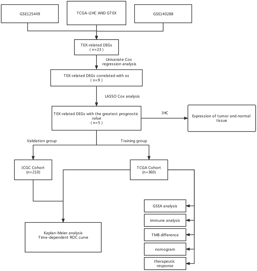 The flow diagram of our study. DEGs, differently expressed genes; LASSO, least absolute shrinkage, and selection operator; ROC, receiver operating characteristic; OS, overall survival.