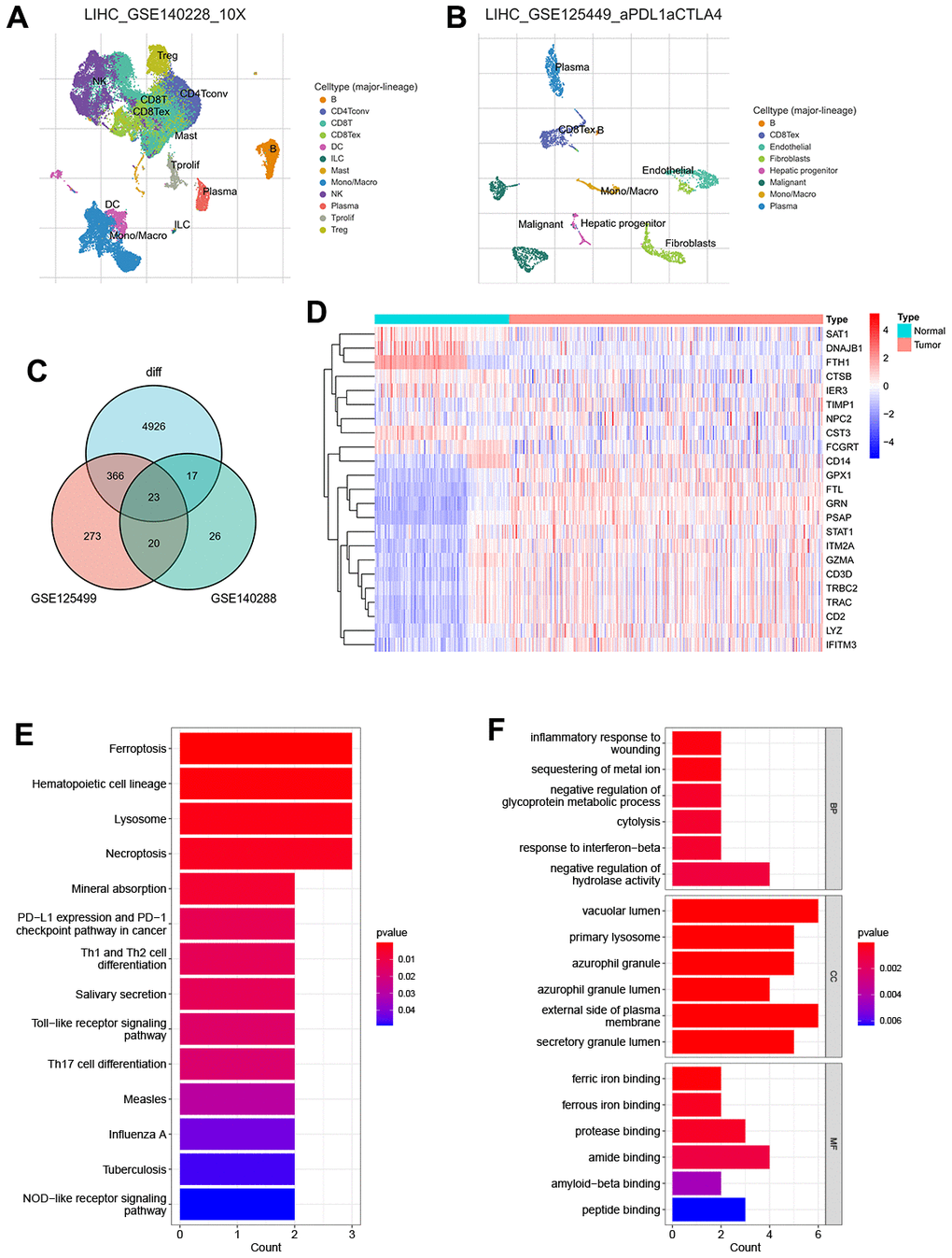 Recognition of TEX-related DEGs (A) The UMAP plot in GSE125449 (B) The UMAP plot in GSE140228 (C) Venn plot of overlap TEX-related DEGs in the three datasets (D) Expression heat map of malignant and non-malignant cell markers in TCGA and GTEx databases. (E) The bar plot showing TEX-related DEGs by KEGG biological process. (F) The bar plot showing TEX-related DEGs by GO biological process.