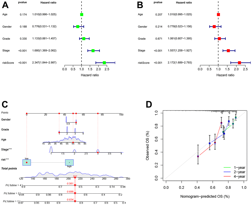 Establishment and assessment of the nomogram for survival prediction. (A, B) Univariate and multivariate Cox regression analyses showed that risk score based on TEXPM is an independent prognostic factor affecting the prognosis of HCC patients. (C) The nomogram combining risk score based on TEXPM was developed to predict 1-, 2-, and 4-year survival. (D) Calibration curves show the predictions of the nomogram that we established for 1-, 2-, and 4-year overall survival.
