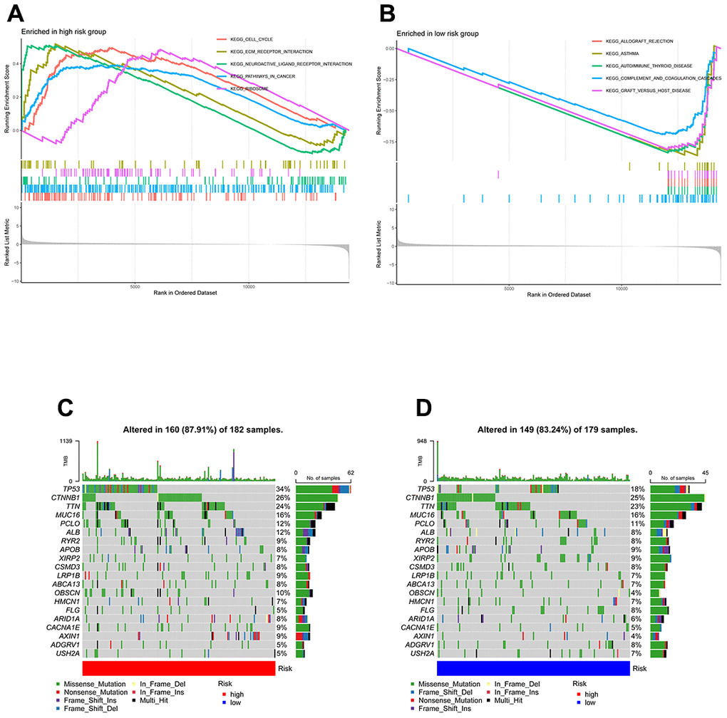 GSEA and mutation in high- and low-TEXPM groups. (A) GO gene sets enriched in the high-TEXPM group. (B) GO gene sets enriched in the low-TEXPM group. (C, D) Significantly mutated genes in the mutated HCC samples of different TEXPM groups. Mutated genes (rows, top 10) are ordered by mutation rate; samples (columns) are arranged to emphasize mutual exclusivity among mutations. The right shows the mutation percentage, and the top shows the overall number of mutations. The color coding indicates the mutation type.