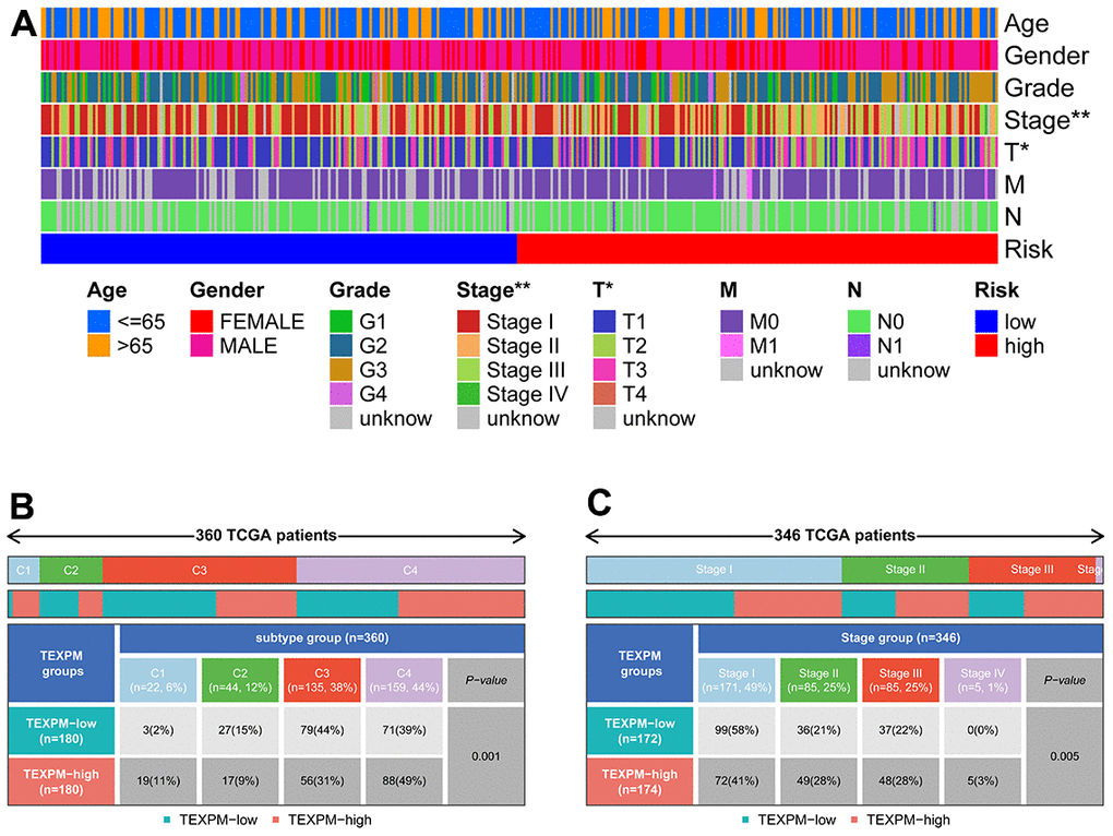 Relationship between TEXPM and clinical subtypes. (A) The TEXPM groups and clinical subtypes for HCC patients in the TCGA cohort. Age, gender, tumor grade, and TNM stage are shown as patient annotations. (B) Heat map showing the distribution of immune grade (C1-4) between high- and low-CDIGPM groups. (C) Heat map showing the distribution of HCC TNM stages (stage 0-IV) between high- and low- TEXPM groups. (***p 