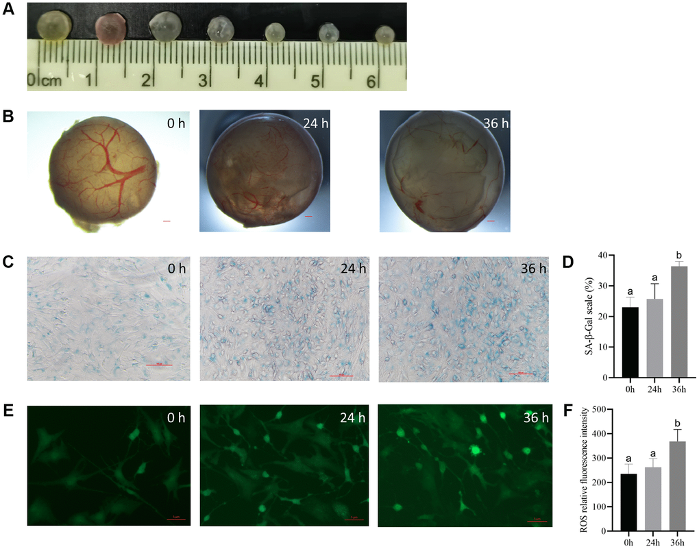 The culturing system of porcine antral follicles is feasible within 24 h. (A) The antral follicles with a diameter of 3–5 mm was selected. (B) The antral follicles were cultured in vitro for 24 and 36 h. Bar, 300 μm. (C) SA-β-Gal staining of the granulosa cells. Bar, 100 μM. (D) Statistics of positive cells at different time points. P E) ROS fluorescence intensity staining of follicles in each group. Bar, 5 μm. (F) Relative ROS levels. P 