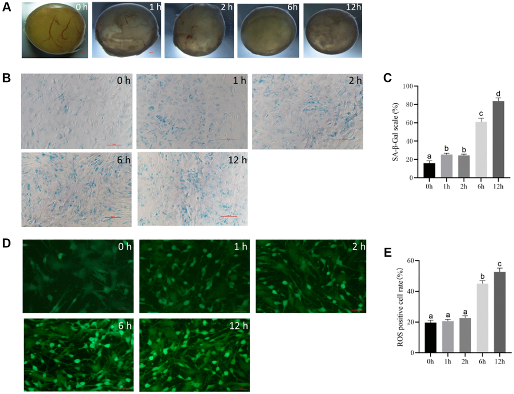 The optimal time of follicular senescence induced by t-BHP. (A) Treating with 200 μM t-BHP, and culturing antral follicles in vitro for 1 h, 2 h, 6 h, and 12 h. Bar, 300 μm. (B) SA-β-Gal staining of granulosa cells at different time points with 200 μM t-BHP treatment. Bar, 100 μm. (C) Statistics of positive cells after different time of t-BHP treatment. P D) ROS fluorescence intensity staining in follicles of each group treated with 200 μM t-BHP at different times. Bar, 5 μm. (E) Relative ROS levels after different t-BHP treatment times P 