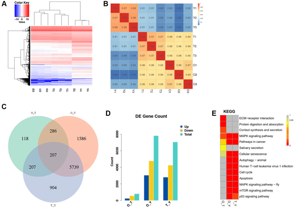 The transcriptional landscape of porcine follicles. (A) Heat map and hierarchical clustering of differentially expressed genes. Red color indicates high gene expression and blue color indicates low gene expression. (B) Correlation heatmap of transcriptomic similarity among 6 aging follicles samples and 3 young control follicles tissues. Inter-sample gene expression correlation is indicated by the color bar above the heatmap. (C) Venn diagram showing the intersection of DEGs among two normal control follicles vs. Treatment. DEGs were identified by the R package DESeq2 under the cutoff of adjusted P D) Statistical graph of differentially expressed genes. (E) Distribution of differential gene enrichment pathways in each comparison group. Different colors represent different degrees of enrichment, the redder the color the more significant the enrichment. (Abbreviations: O: Old; T: Treatment; Y: Young).