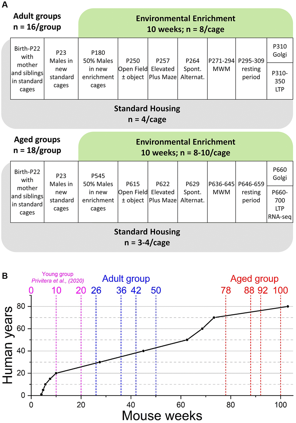 Experimental outline and age comparison. (A) Time-course of housing provision and experimental treatments for Adult mice (upper panel) and Aged mice (lower panel). Abbreviations: P: postnatal day; MWM: Morris water maze; LTP: long-term potentiation and electrophysiological analysis of synaptic transmission. (B) Comparison of mouse and human ages based on data from Wang et al., (2020) [71]. The broken vertical lines represent the weeks at which two separate cohorts of mice (blue; Adult and red; Aged): went into enrichment (weeks 26 and 78); behavioural testing started (weeks 36 and 88), behavioural testing ended (weeks 42 and 92), and the end of ex vivo analyses (weeks 50 and 100). For comparison, the previously reported young group (cyan) were born into standard housing or enrichment (week 0), began behavioural testing at week 10, with all testing completed by week 20 [36].