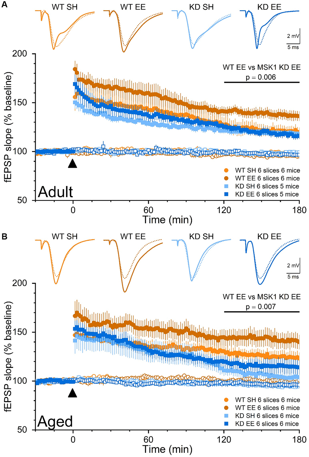 The enrichment-induced facilitation of LTP in stratum radiatum of area CA1 is dependent upon the kinase activity of MSK1. Dual pathway fEPSP recordings from stratum radiatum in area CA1 of WT and MSK1 KD mouse hippocampal slices. Filled symbols represent the pathway to which theta-burst stimulation (TBS) was delivered at time zero and denoted by the filled black triangle. Open symbols reflect synaptic transmission in the control, non-TBS, pathway, which served as a control for the viability of the slice over the recording period. Inset fEPSPs show baseline fEPSPs (broken lines) and fEPSPs 150 min after TBS (solid lines) from representative experiments. fEPSPs were stimulus-matched for amplitude prior to TBS delivery, and normalised with respect to average fEPSP slope measurements over the 30 min prior to TBS. (A) In the Adult groups the LTP analysis was calculated for the area under the curve (AUC) in the late phase (last 60 minutes) and showed a main effect of Genotype (F(1,20) = 6.20, p = 0.022). While there was no Genotype x Housing interaction (F(1,20) = 3.44, p = 0.078), a direct comparison between WTEE and KDEE showed a pronounced significant difference F(1,20) = 9.44, p = 0.006 while the same comparison between standard-housed mice was not significant (F(1,20) = 0.22, p = 0.660). In addition, while the difference between WT SH vs. WT EE was significant (F(1,20) = 7.05, p = 0.015), the same comparison between the MSK1 mutant mice did not reach significance (F(1,20) = 0.001, p = 0.970). (B) Similarly in the Aged groups the LTP analysis was calculated for the AUC in the late phase (last 60 minutes) and showed an even stronger effect of Genotype (F(1,20) = 13.51, p = 0.001) where WT mice had greater LTP, and statistical significance for Housing (F(1,20) = 4.34, p = 0.050). A direct comparison between WTEE and KDEE showed again a pronounced significant difference (F(1,20) = 9.22, p = 0.007). The lack of late LTP in the aged standard-housed MSK1 KD mice contrasted with the appreciable LTP seen in similarly housed WT mice, and was not improved by enrichment (F(1,20) = 1.07, p = 0.312). Data are presented as mean ± SEM.