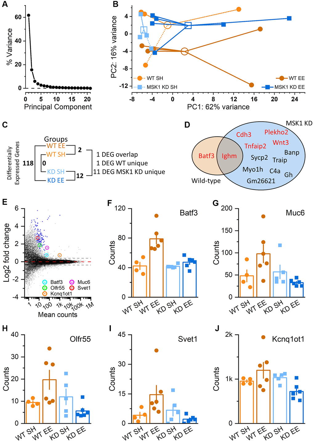 Regulation of hippocampal gene expression by experience and MSK1. (A) Scree plot of Principal Component (PC) variation as a percentage for the top 500 variance gene transcripts. One PC accounts for the majority of the variance (PC1; 62%), while the second PC (PC2) accounts for 12% of the variance. (B) PC analysis across groups and individual animals (filled symbols; 4–6 mice per group). Groups are identified by colour and are clustered around the arithmetic mean centroid (open symbol). The enriched WT group (WT EE) can be distinguished by migration along PC2. (C) Differential gene expression across groups, with the number of differentially-expressed genes (DEGs) given (Supplementary Data 1–7). (D) Venn diagram of unique and overlapping genes between WT and MSK1 KD mice. In red are genes that were upregulated by enrichment; in black text are those downregulated by enrichment in MSK1 KD mice (Supplementary Data 2 and 5). (E) MA plot of gene expression in enriched WT mice compared to that in enriched MSK1 KD mice. On the y-axis are plotted DESeq2 β-prior transformed log2 fold changes, with mean number of counts per group plotted along the x axis. Broken lines at ± 0.38 equate to a ± 1.3-fold change, with zero change indicated by the red broken line. Blue symbols show the 118 DEGs, while circled are five named genes with assigned functions (Supplementary Data 7). (F–J) Bar charts for each of the five genes showing individual counts for each animal in each group.