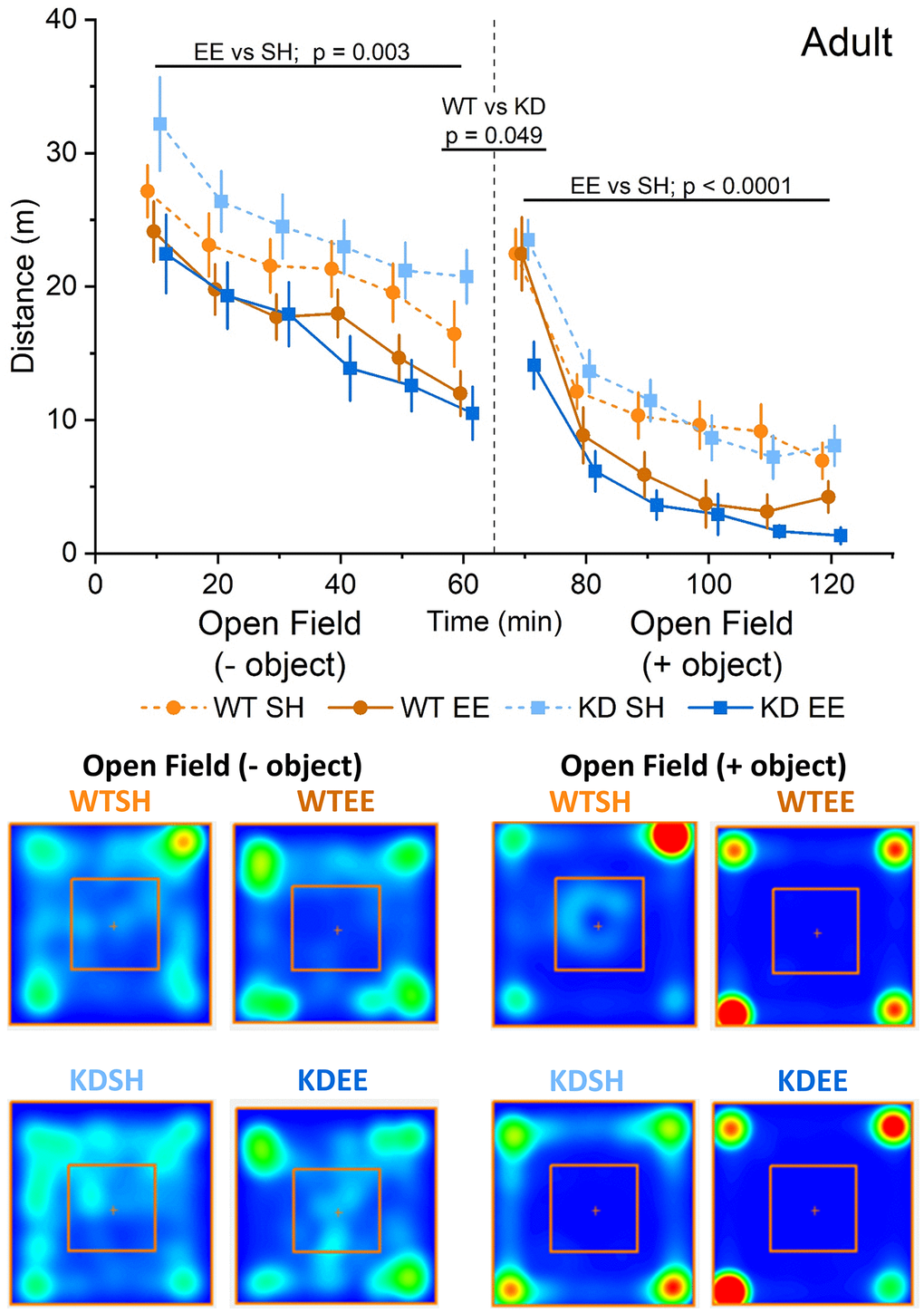 Enrichment reduces novelty-induced locomotion in adult mice. An RM-ANOVA on the open field task in the Adult groups showed an effect of Time for all groups (F(5,300) = 49.74, p p = 0.003) showing that mice in the enriched groups were less active regardless of their genotype. Following the introduction of an object into the arena (broken vertical line; 50 ml plastic Falcon tube), exploration increased from the previous level of activity at 60 mins. There was a borderline genotype effect (F(1,60) = 4.02, p = 0.049) with the WT group showing an enhanced response to novelty. Subsequently, enrichment reduced exploration in both genotypes following the introduction of an object, with a significant interaction of Time x Genotype x Housing (F(5,300) = 51.75 p = 0.012). In this open field + object stage an RM-ANOVA also showed an effect of Time for all groups (F(5,300) = 128.53, p p 