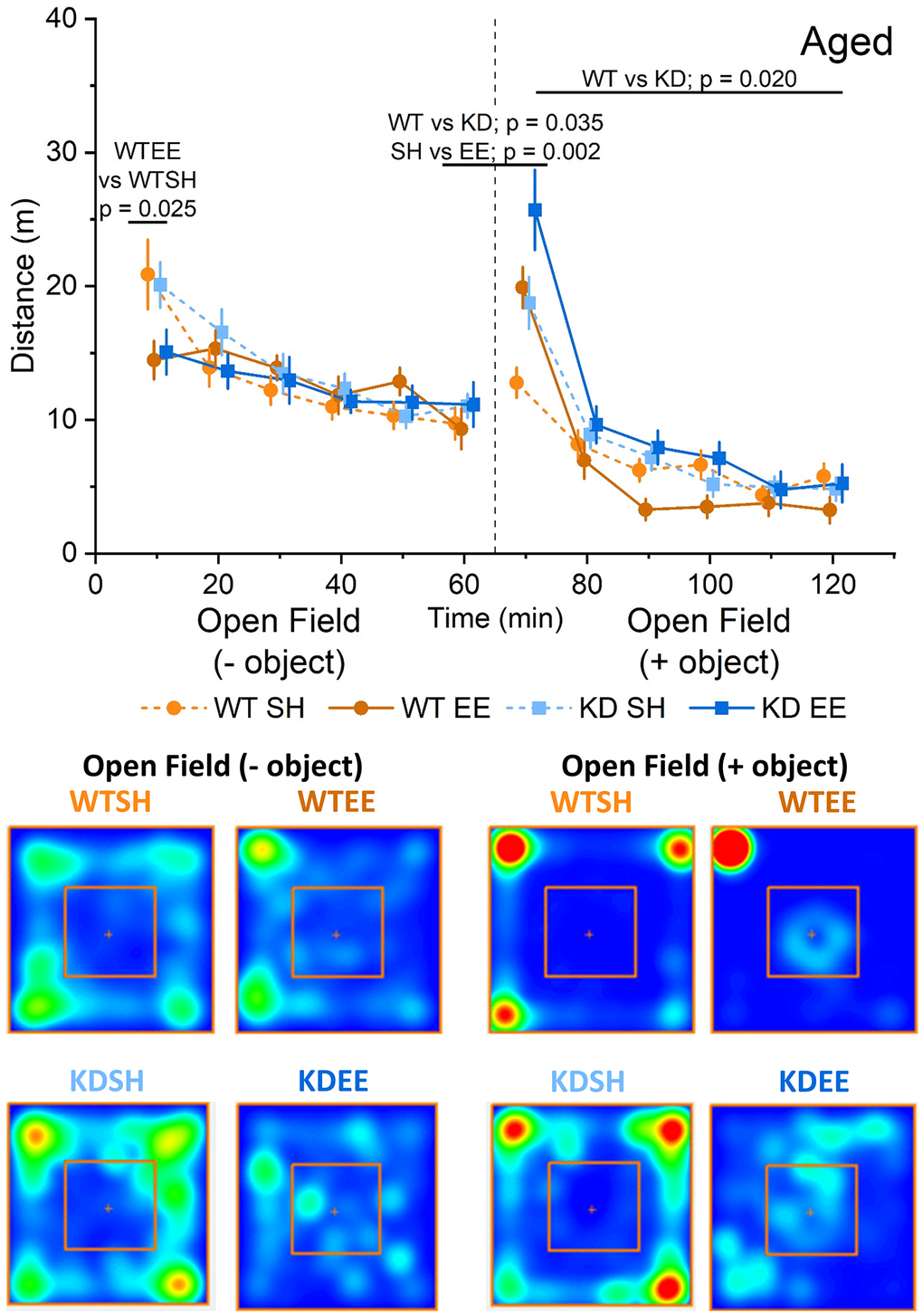 Enrichment reduces novelty-induced locomotion in aged mice. In the Aged groups an RM-ANOVA showed an effect of Time for all groups on the distance travelled (F(5,260) = 27.53, p p p = 0.025), but not between KDSH and KDEE (p = 0.077). Following the introduction of an object (broken vertical line) an analysis of the novelty-induced locomotor shift was carried out comparing levels of activity during the first 10 minutes from the introduction of the object with the last 10 minutes of the open field. A significant effect for both Genotype and Housing was found (F(1,52) = 4.71, p = 0.035 and F(1,52) = 10.34, p = 0.002, respectively) indicating a greater effect of novelty in the enriched animals and in the MSK1 KD mutants. In the open field + object phase of the trial, an RM-ANOVA showed an effect of Time for all groups (F(5,260) = 132.43, p p p = 0.001, respectively) and also a Genotype effect; F(1,52) = 5.78, p = 0.020 indicating a greater activity in the MSK1 KD mutant mice, and with lower levels of activity in the enriched WT mice. The data are presented as distance travelled in metres as cumulative distance reported in 10 min intervals. Each phase lasted 60 min (120 min in total). Datapoints are presented as mean ± SEM. Heatmaps below the graphs depict the arena occupancy in the open field ± object stages for the mice of each group.