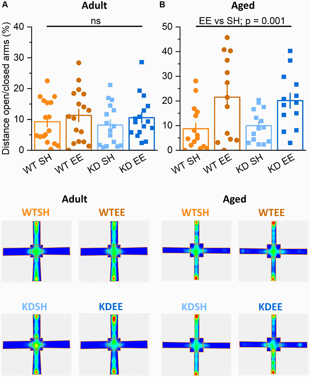 Enrichment reduces anxiety-like behaviour in aged mice. (A) In the Elevated Plus Maze task in the Adult groups the distance travelled in the open area vs. that in the closed area (Distance travelled in the open arms/distance travelled in the closed arms ×100 expressed in %.) was not different between Genotype nor Housing condition (Genotype effect: F(1,56) = 0.12, p = 0.740; Housing effect: F(1,56) = 3.87, p = 0.054; Interaction Genotype x Housing: F(1,56) = 0.81, p = 0.370). (B) In the Aged groups the distance travelled in the open area vs. that in the closed area was greater in the enriched groups of both genotypes, indicating that enrichment effectively reduced anxiety-like behaviour (Housing: F(1,49) = 13.81, p = 0.001). Heatmaps below the graphs depict the arm occupancy for the mice of each group, with the horizontal arms being the open arms in all conditions. Individual data points are presented for each animal, with the bar graph representing the mean ± SEM of the data.