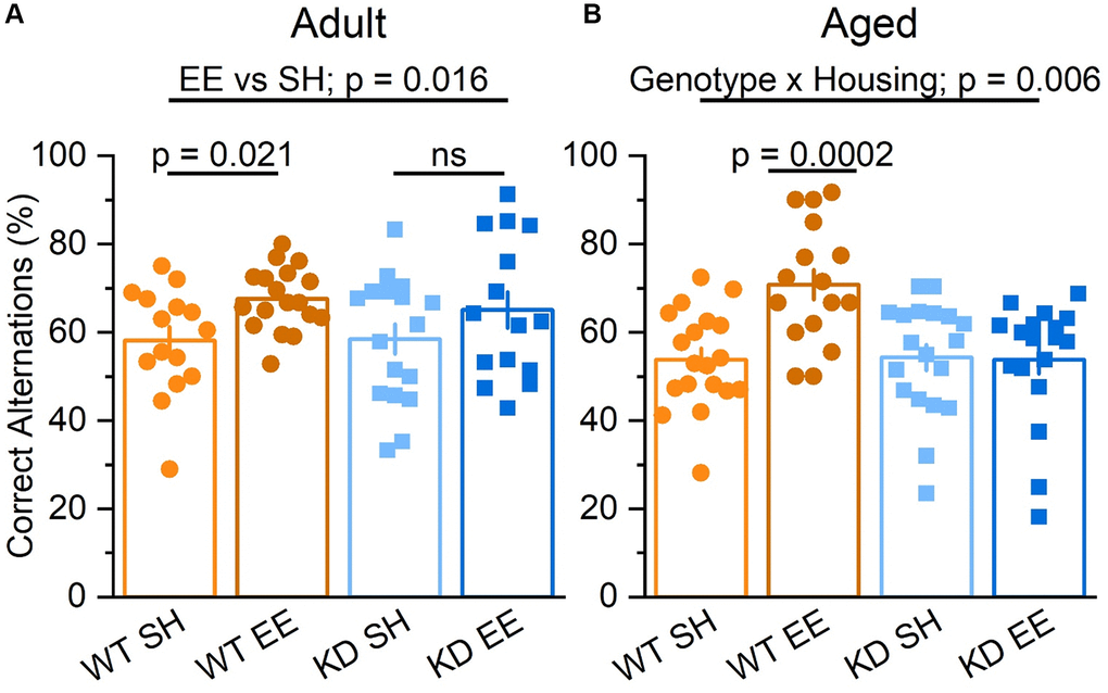 Enrichment improves hippocampus-dependent spatial working memory via MSK1. (A) In the Adult groups the percentage of correct alternations was higher for mice in enrichment (Housing: F(1,61) = 6.10 p = 0.016). Although there was no significant interaction, the difference between EE and SH was greater in the WT mice, which showed a significant improvement (F(1,61) = 5.64 p = 0.021) compared to the MSK1 KD which showed no significant (ns) improvement in performance compared to their standard-housed counterparts (F(1,61) = 1.27 p = 0.270). (B) In the Aged groups there was a significant interaction of Genotype x Housing F(1,68) = 8.17 p = 0.006. The Simple Main Effect analysis showed that the difference between EE and SH was greater in the WT which showed a highly significant improvement F(1,68) = 15.04 p = 0.0002 compared to the KD which showed none F(1,68) = 0.01 p = 0.920. Results are expressed as arm entries sequence over 10 minutes for which a correct alternation % was calculated with the criterion of one repetition across 5 entries. These results indicate that the benefit of enrichment was exclusive to WT. Individual data points are presented for each animal, with the bar graph representing the mean ± SEM of the data.