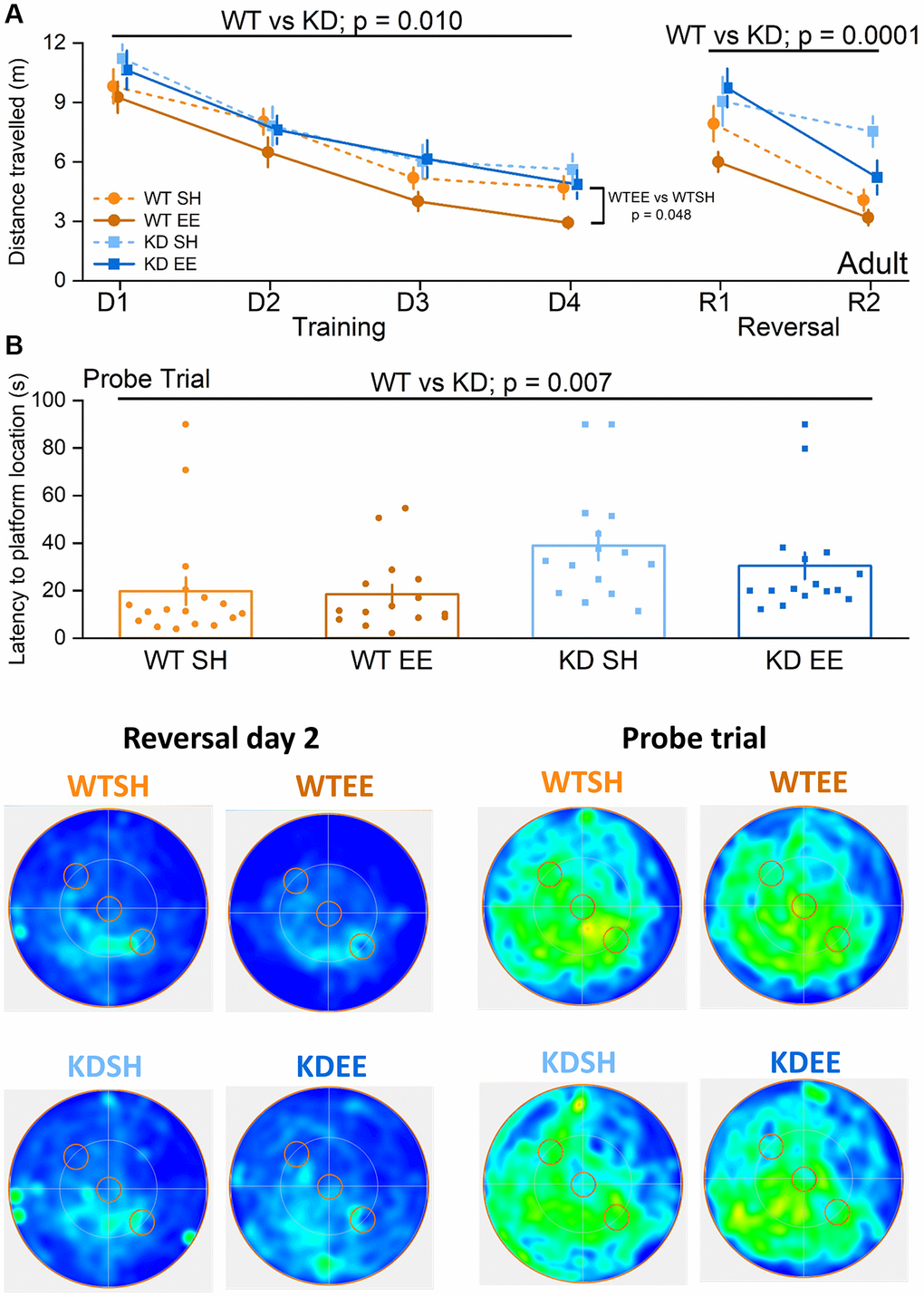 Environmental enrichment improves cognitive flexibility in adult mice via MSK1. No differences were observed across groups in the visual cue version of the test (Genotype: F(1,59) = 0.09, p = 0.760; Housing: F(1,59) = 1.17, p = 0.280; Genotype x Housing: F(1,59) = 2.57, p = 0.110; data not shown) suggesting comparable levels of visual acuity, swimming ability and motivation to navigate to the platform. (A) All four Adult groups showed learning over the first stage of training (Days (D) 1–4). The RM-ANOVA on distance swum to reach the escape platform showed a significant effect of Session F(3,177) = 52.38, p p = 0.010 where WT mice performed better than MSK1 KD mutant mice. Although there was no significant interaction of Genotype x Housing, the enriched WT mice were significantly better than standard-housed WT mice (F(1,59) = 4.09 p = 0.048) while no significant difference was seen between standard-housed or enriched MSK1 KD mice (F(1,59) = 0.32, p = 0.570). On the Reversal (R) learning stage (2 days) the RM-ANOVA on the distance swum to reach the new escape platform location showed an effect of session F(1,59) = 36.53 p p = 0.0001 indicating that all groups learned over the time but WT mice performed better than MSK1 KD mice. Although there was no significant interaction, the WT mice performed much better than the MSK1 KD mice in both standard and enriched housing (F(1,59) = 6.77, p = 0.012 and F(1,59) = 10.37, p = 0.002, respectively). Data are presented as mean ± SEM. (B) On the probe trial 24 hours later WT mice showed the best goal directed behaviour for the reversed location of the escape platform (south west quadrant) and the standard-housed MSK1 KD mutant mice showed the worst performance. The Univariate ANOVA on the total time spent in the reversal quadrant (where the platform had been last) showed a strong effect for Genotype (F(1,59) = 9.15, p = 0.004; not shown). The effect of genotype was also significant for latency to enter the Reversal platform area (F = 7.91 p = 0.007). Although the interaction did not reach significance, the Simple Main effects showed a significant difference on the time spent in the reversal platform quadrant between enriched WT mice and enriched MSK1 KD mice (F(1,59) = 9.28, p = 0.003) and between standard-housed WT and MSK1 KD mice on the latency to reach the reversal platform location (F(1,59) = 6.07, p = 0.017). Heatmaps below the graphs depict the arena occupancy for the mice of each group during the last day of reversal learning and the Probe trial. Individual data points are presented for each animal, with the bar graph representing the mean ± SEM of the data.