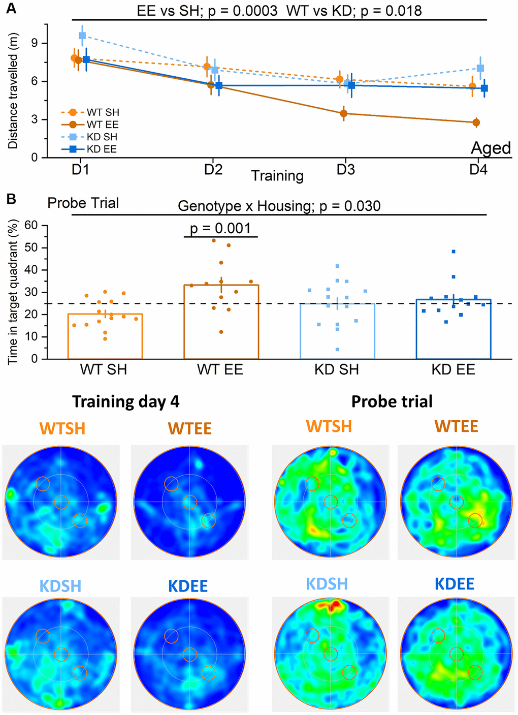 Enrichment of aged mice improves hippocampus-dependent reference memory via MSK1. No differences were observed across groups in the visual cue version of the test (Genotype: F(1,51) = 0.001, p = 0.970; Housing: F(1,51) = 0.37, p = 0.570; Genotype x Housing F(1,51) = 2.26, p = 0.140; data not shown) suggesting comparable levels of visual acuity, swimming ability and motivation to navigate to the platform. (A) In the Aged groups the enriched WT mice were the best performers and did not show the age-related impairment seen in standard-housed WT mice. The RM-ANOVA analysis on the distance travelled to reach the escape platform showed a significant effect of Session F(3,153) = 12.63, p p = 0.136. The analysis also showed a main effect of the Housing (F(1,51) = 15.23 p = 0.0003) where enriched mice performed better than standard-housed mice, and of Genotype (F(1,51) = 6.00 p = 0.018) where WT mice performed better than MSK1 KD mice. Although there was no significant interaction, on training day 3 and 4 the WT enriched mice clearly outperformed all the other groups. Data are presented as mean ± SEM. (B) On the probe trial the enriched WT mice had the best performance. The ANOVA showed a significant effect of Housing (F(1,51) = 8.84, p = 0.004), indicating a better performance of enriched mice, but the significant Genotype x Housing interaction (F(1,51) = 4.98, p = 0.030) and the Simple Main effects analysis showed that the difference between standard-housed mice and enriched mice was only significant in the WT mice (F(1,51) = 13.26, p = 0.001). Heatmaps below the graphs depict the arena occupancy for the mice of each group during the last day of training and the Probe trial. Individual data points are presented for each animal, with the bar graph representing the mean ± SEM of the data. Abbreviation: ns: not significant.
